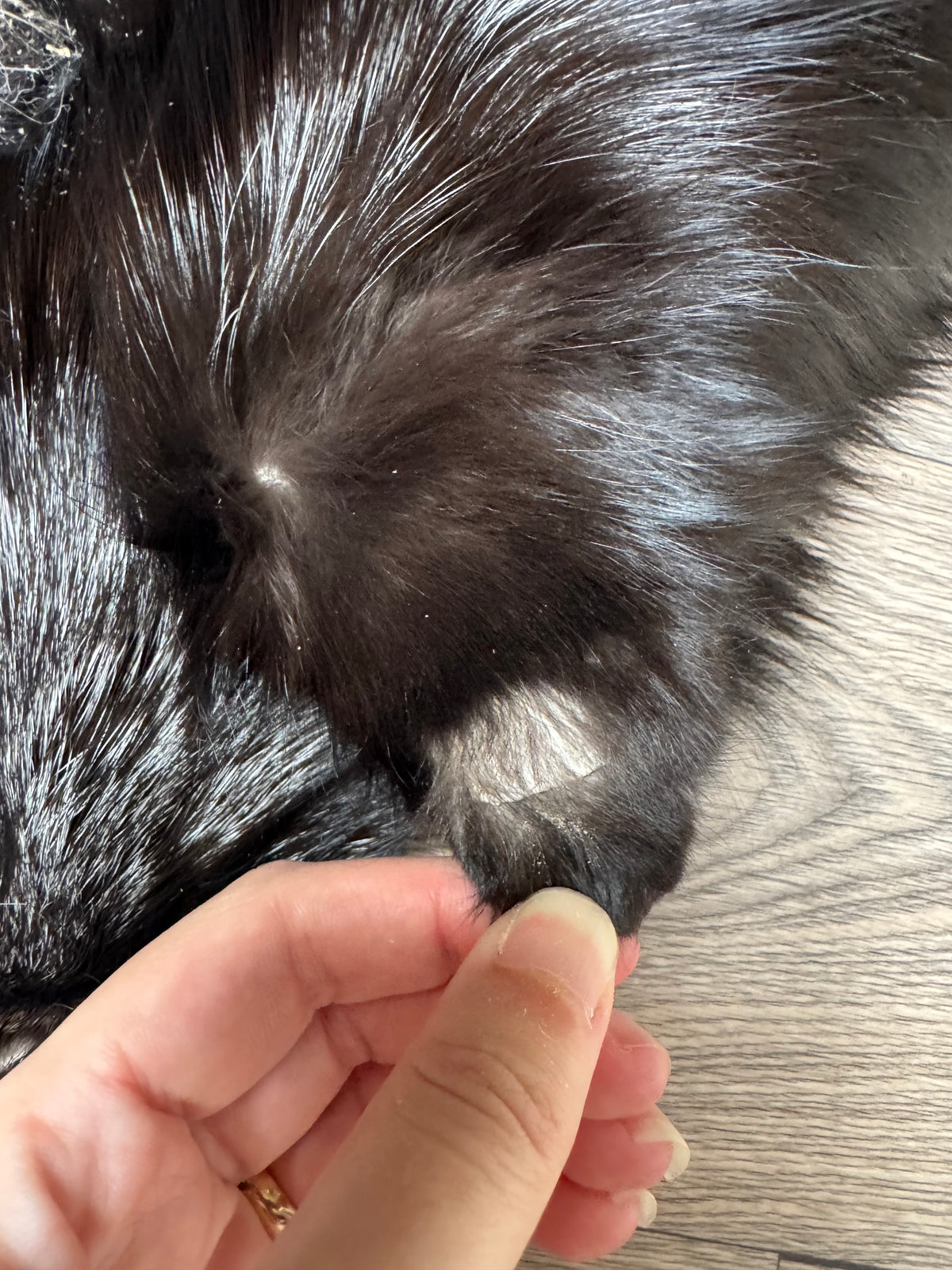 Silver fox pelt (13)
