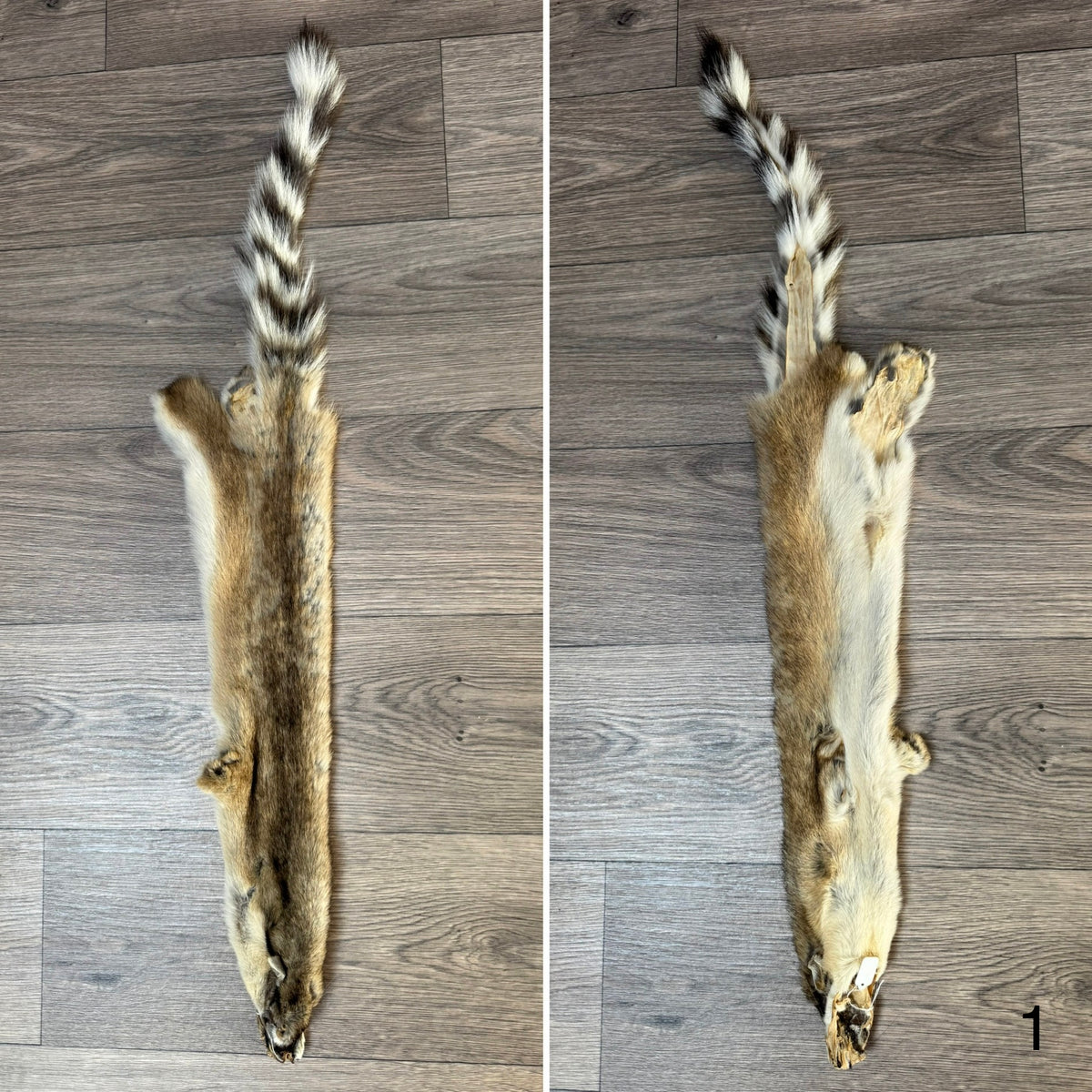 Ringtail pelt (1)