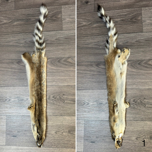 Ringtail pelt (1)