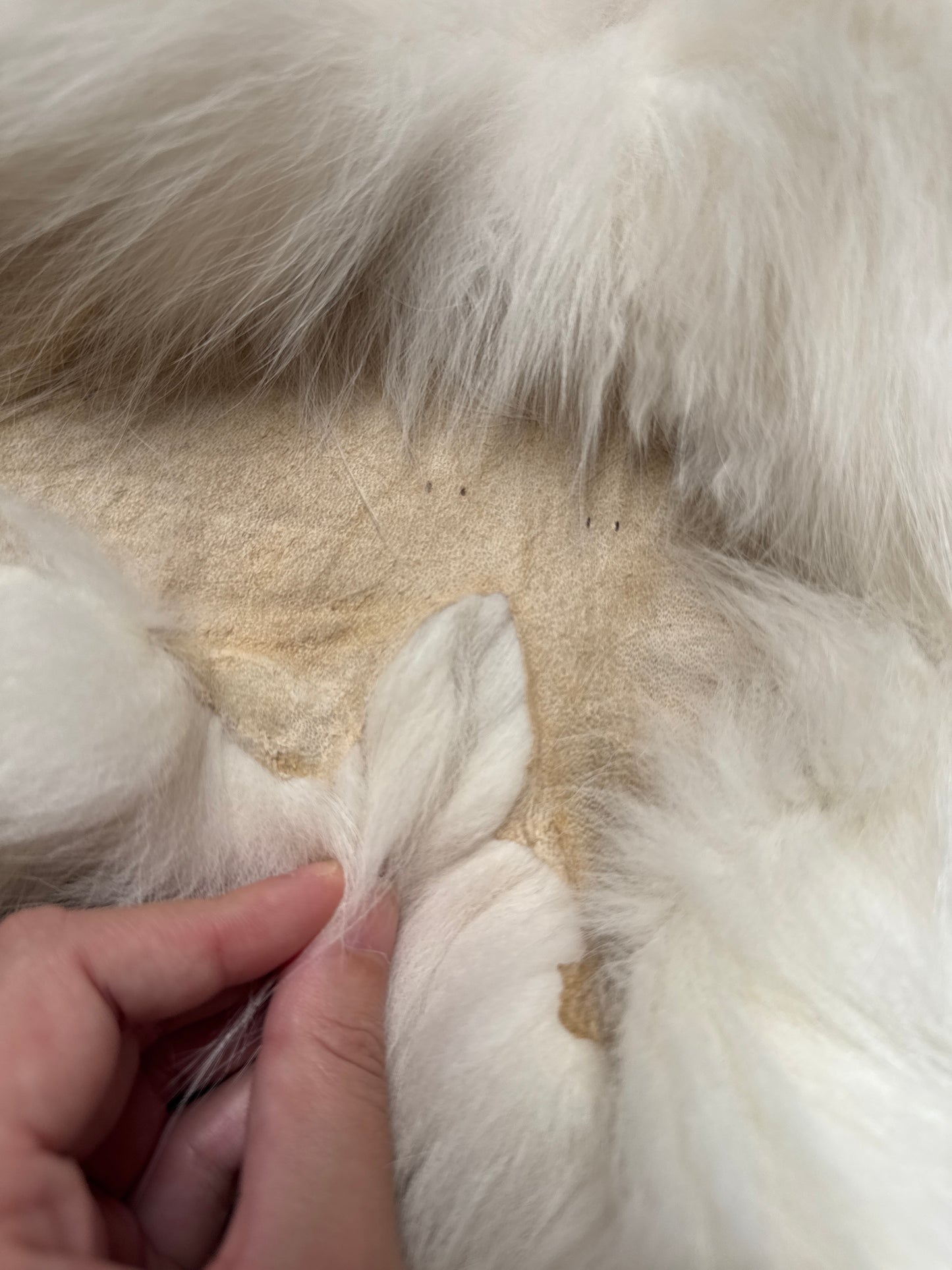 Cross Marble fox pelt (12)
