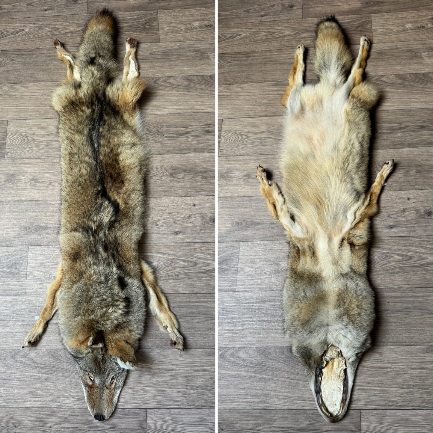 Male coyote mountable pelt (1)