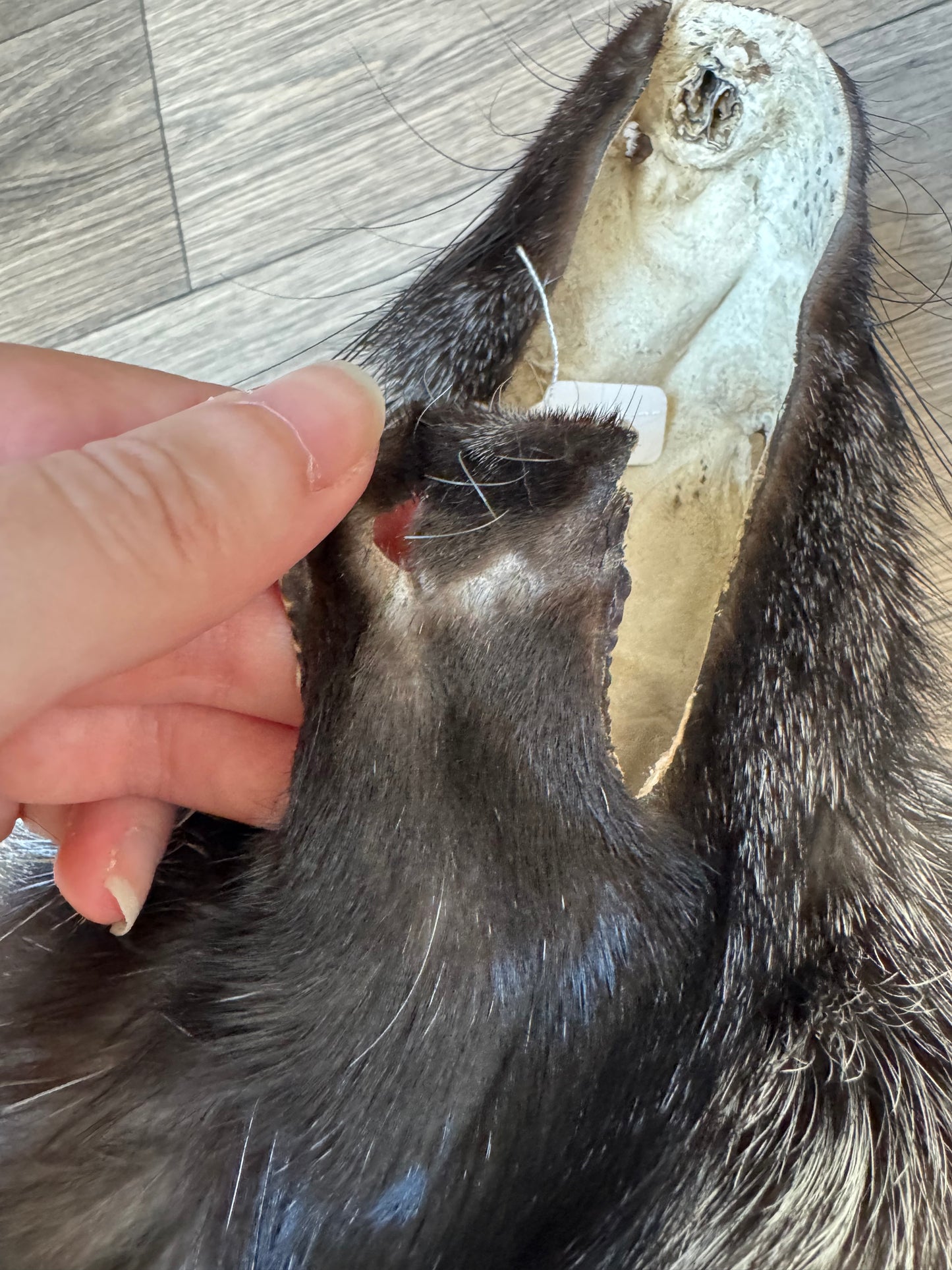 Silver fox pelt (1)