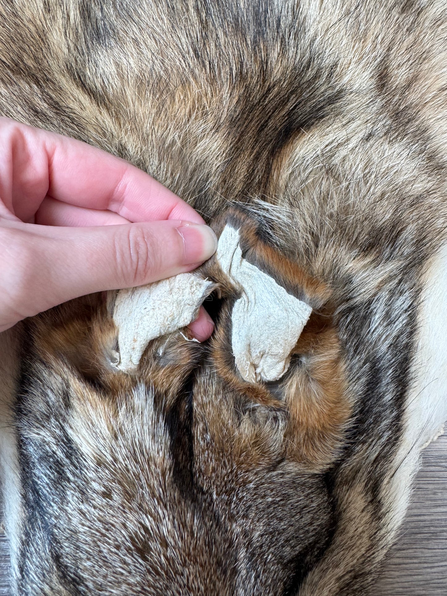 Coyote pelt (1)