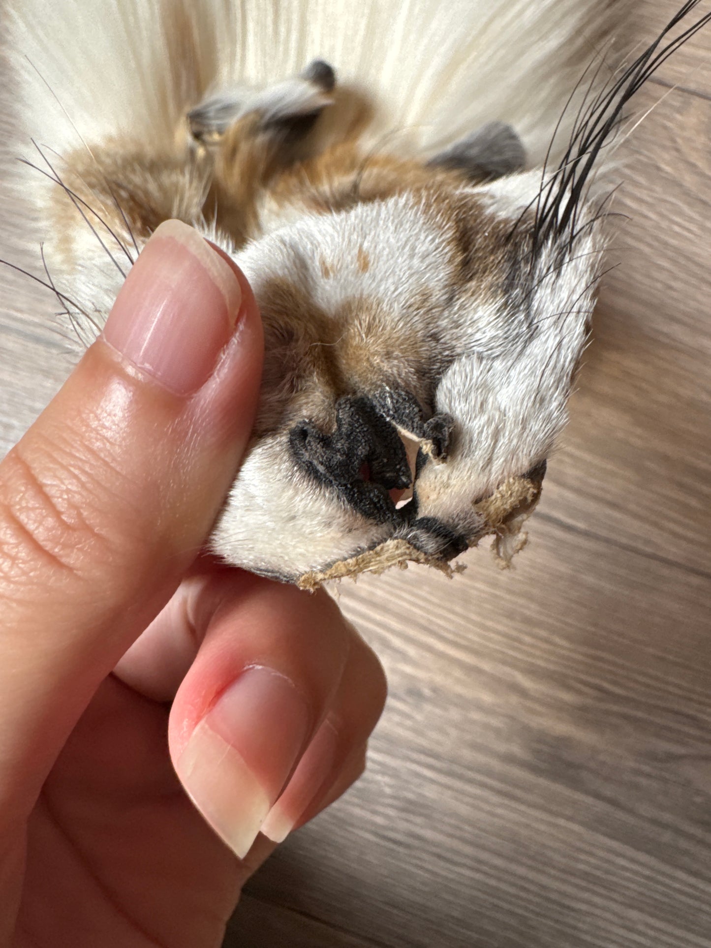 Sun Glow fox pelt (12)