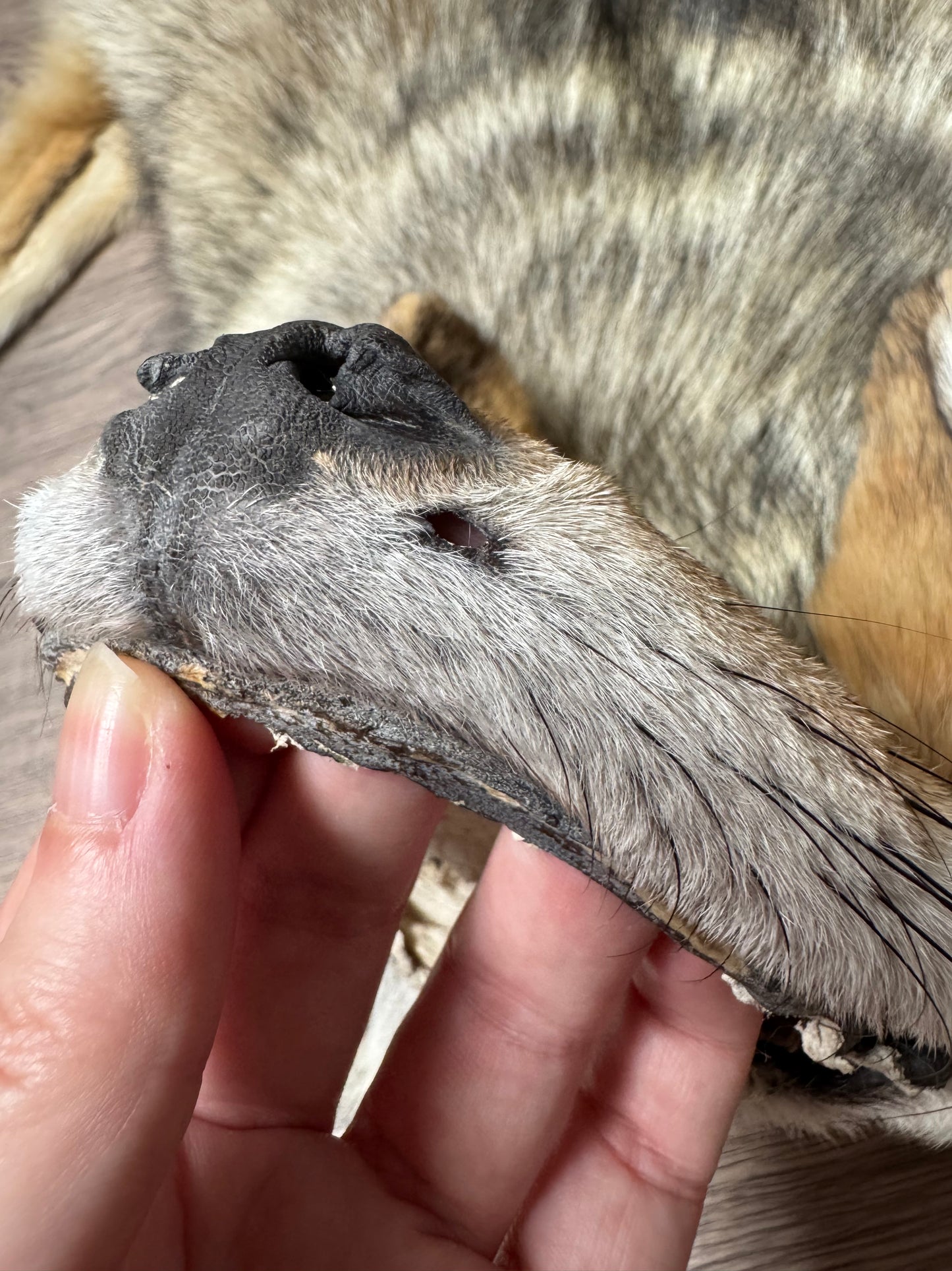 Male coyote mountable pelt (7)