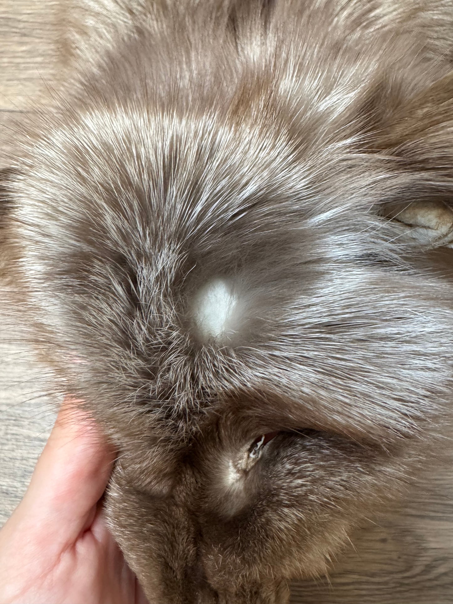 Polish Pastel fox pelt (13)