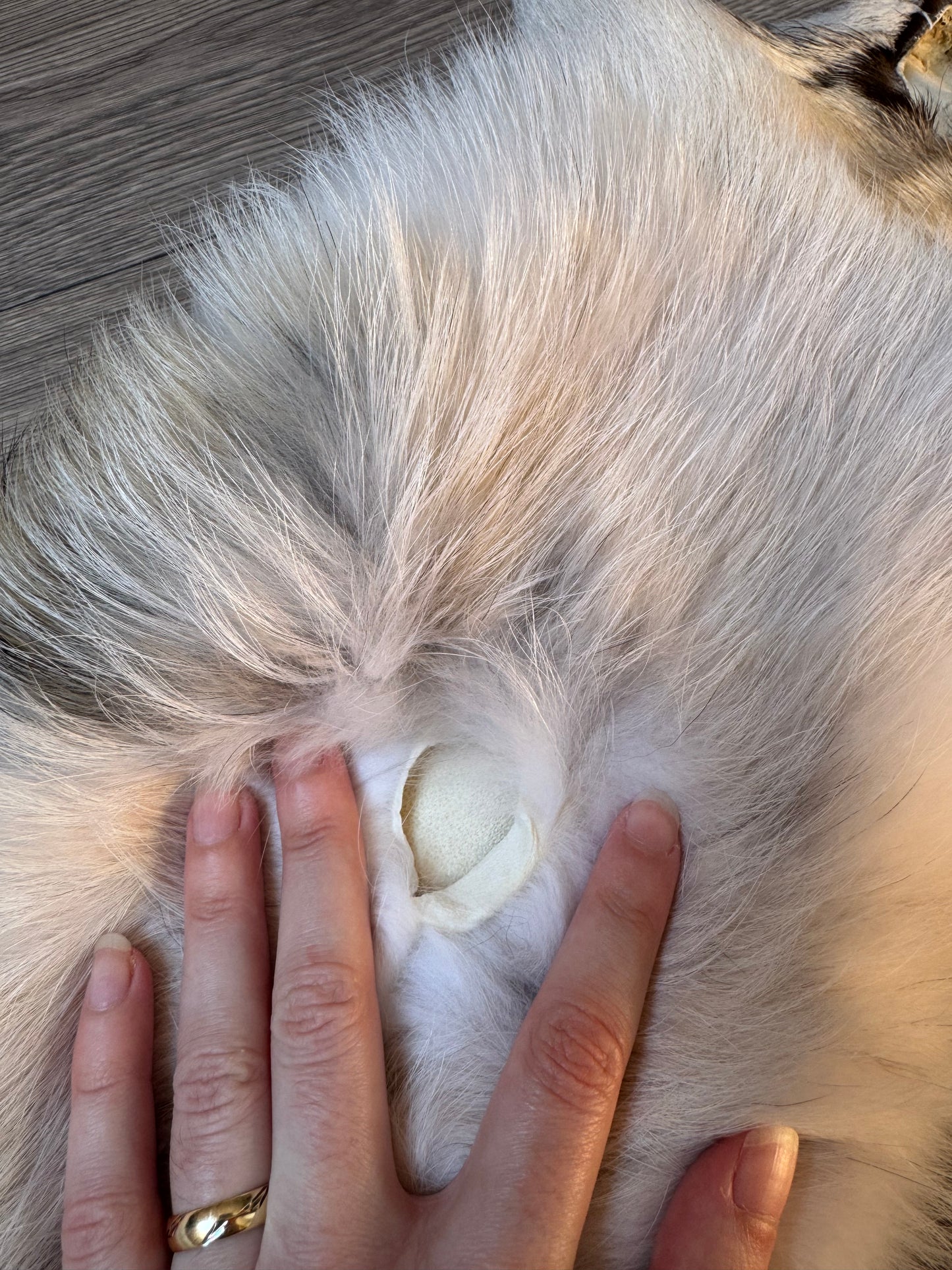 Marble tanuki pelt (17)
