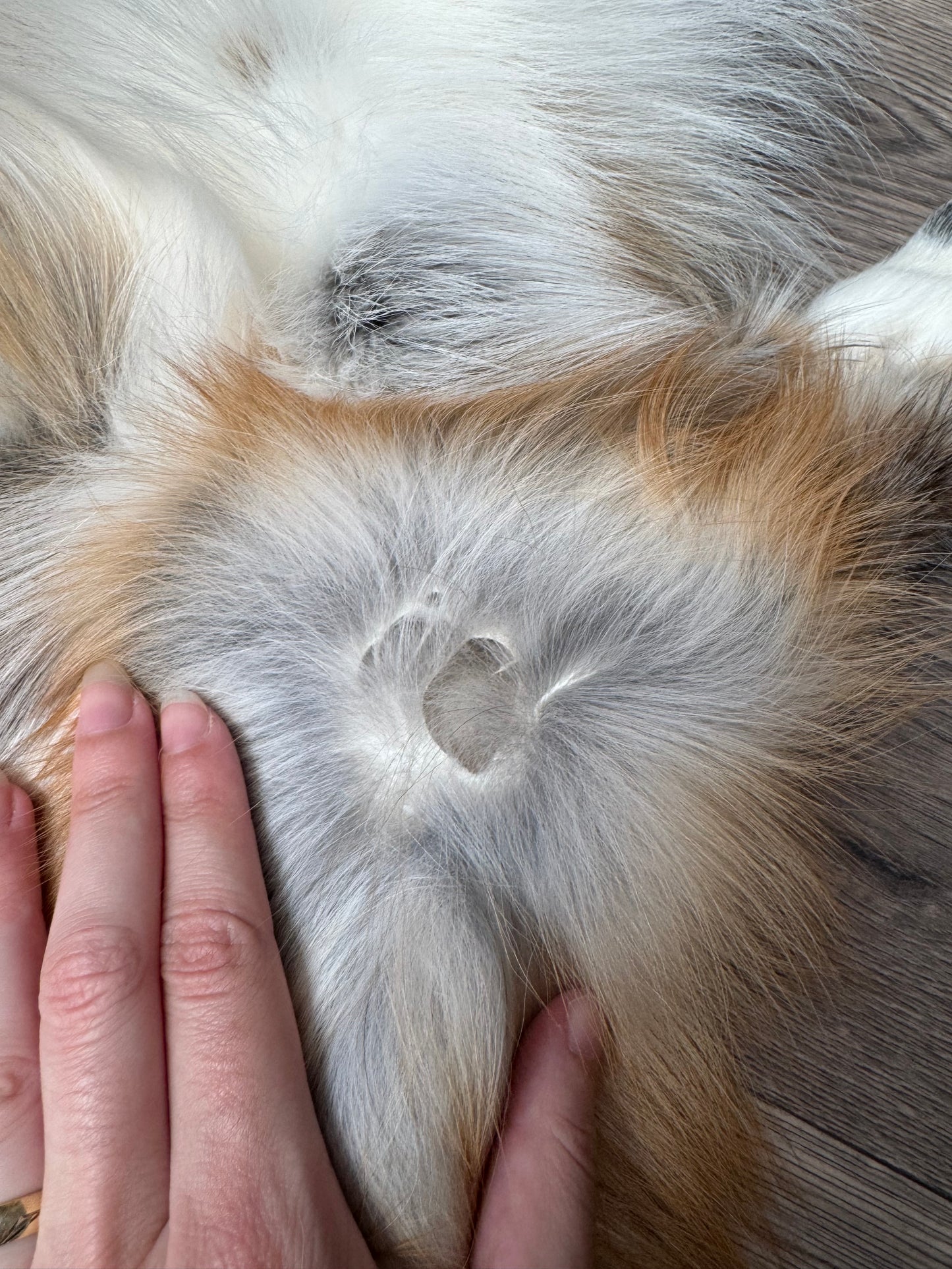 Gold Ringneck fox pelt (2)