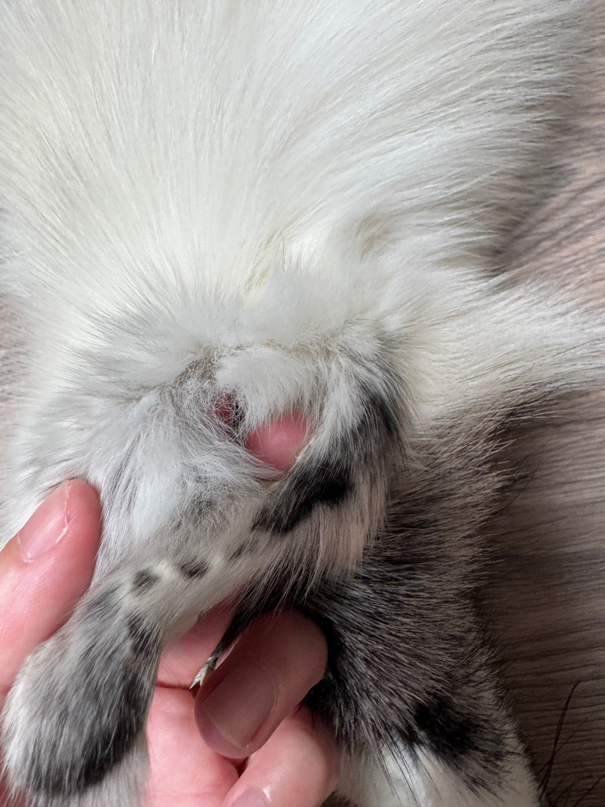 Arctic Marble fox pelt (18)