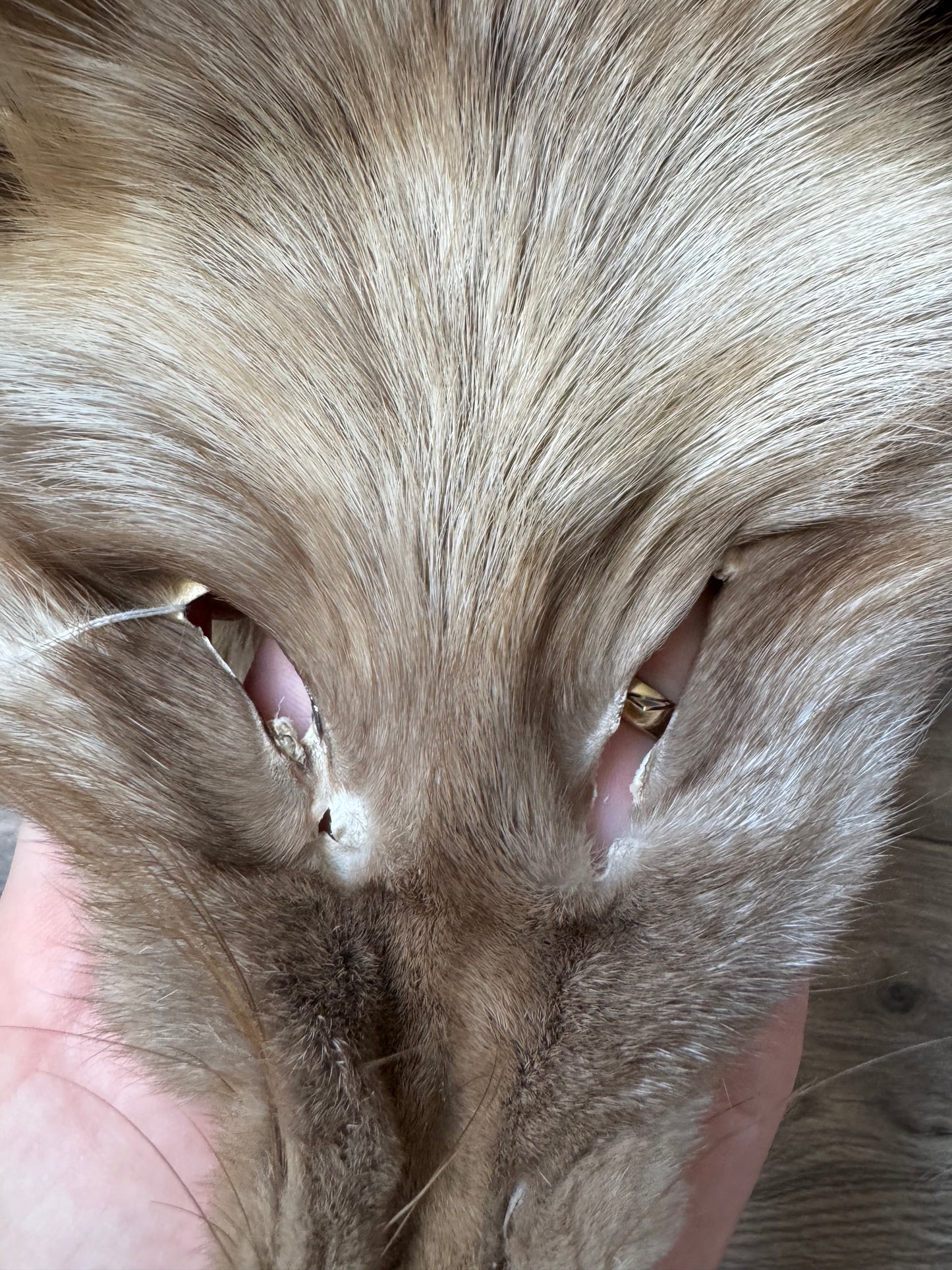 Polish Pastel fox pelt (14)