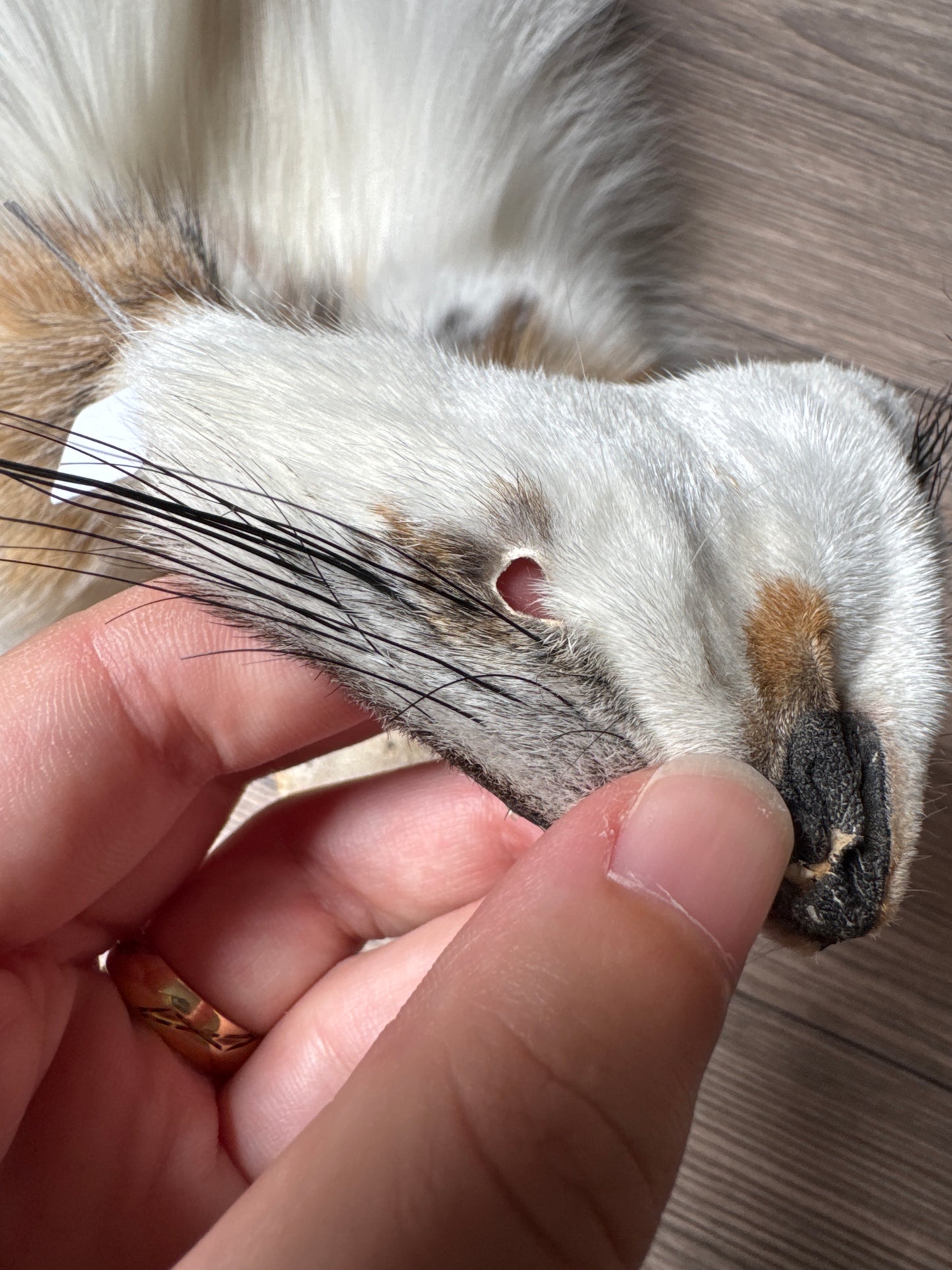 Sun Glow fox pelt (11)