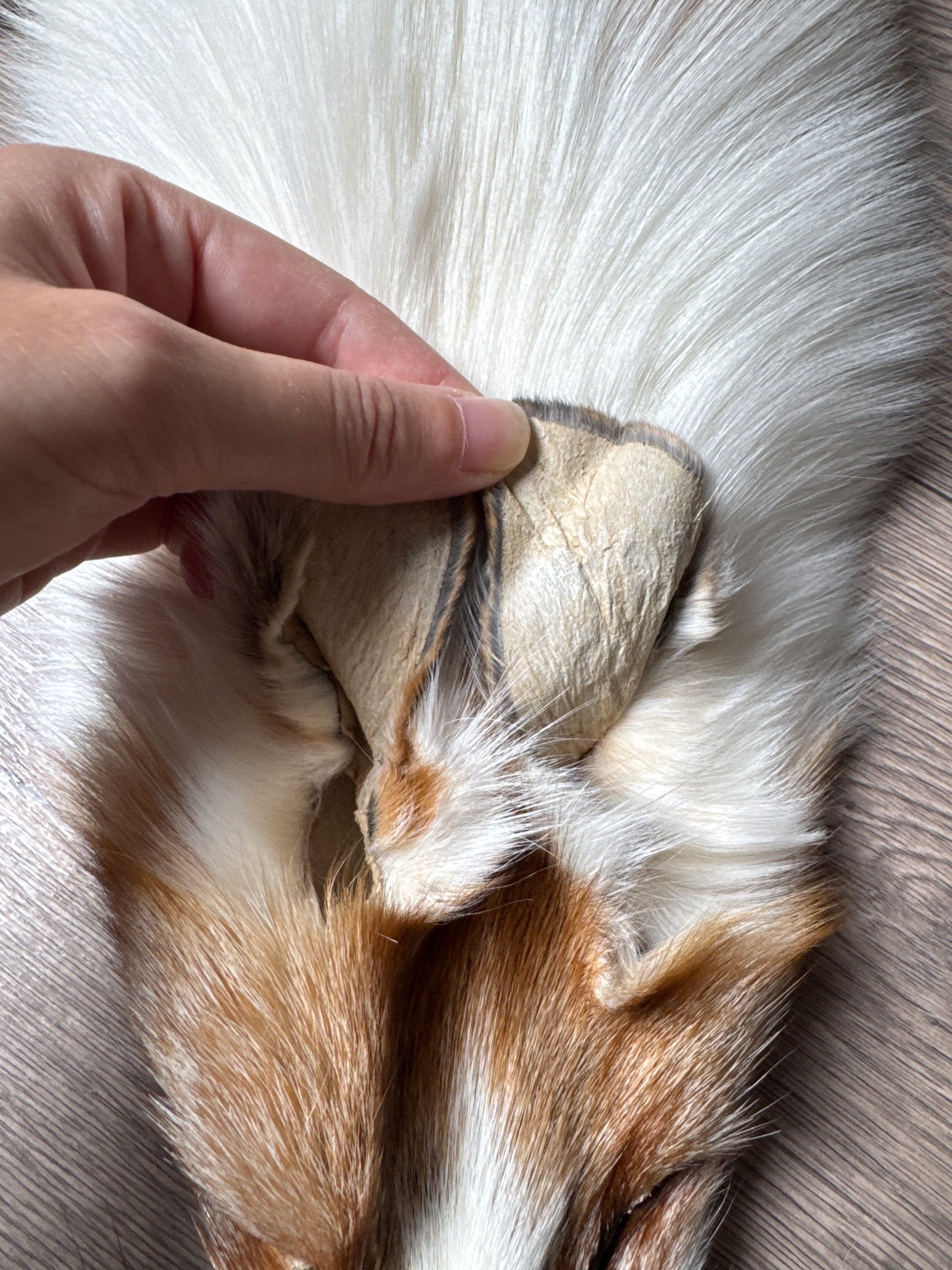 Sun Glow fox pelt (6)