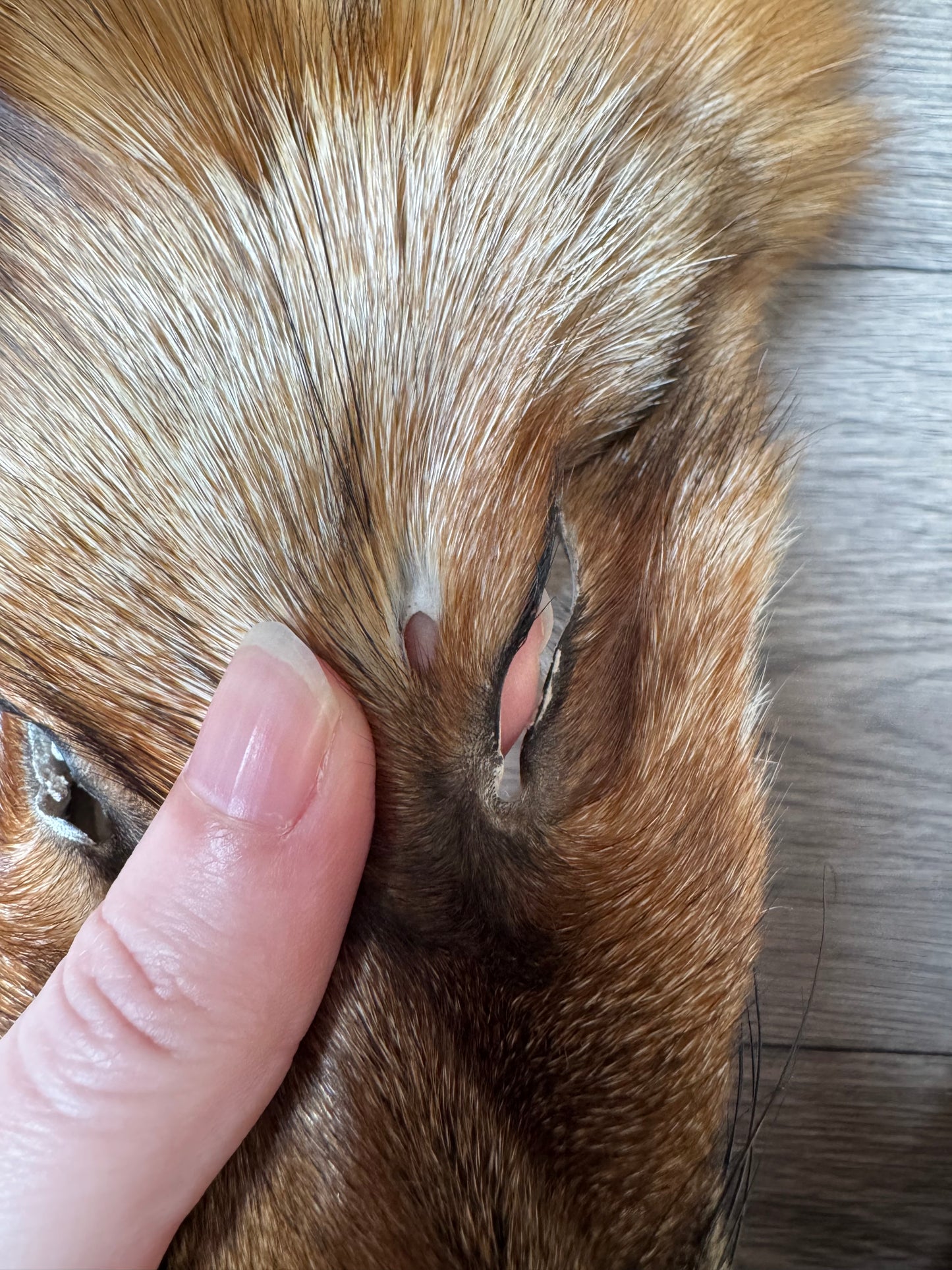 Gold fox pelt (9)