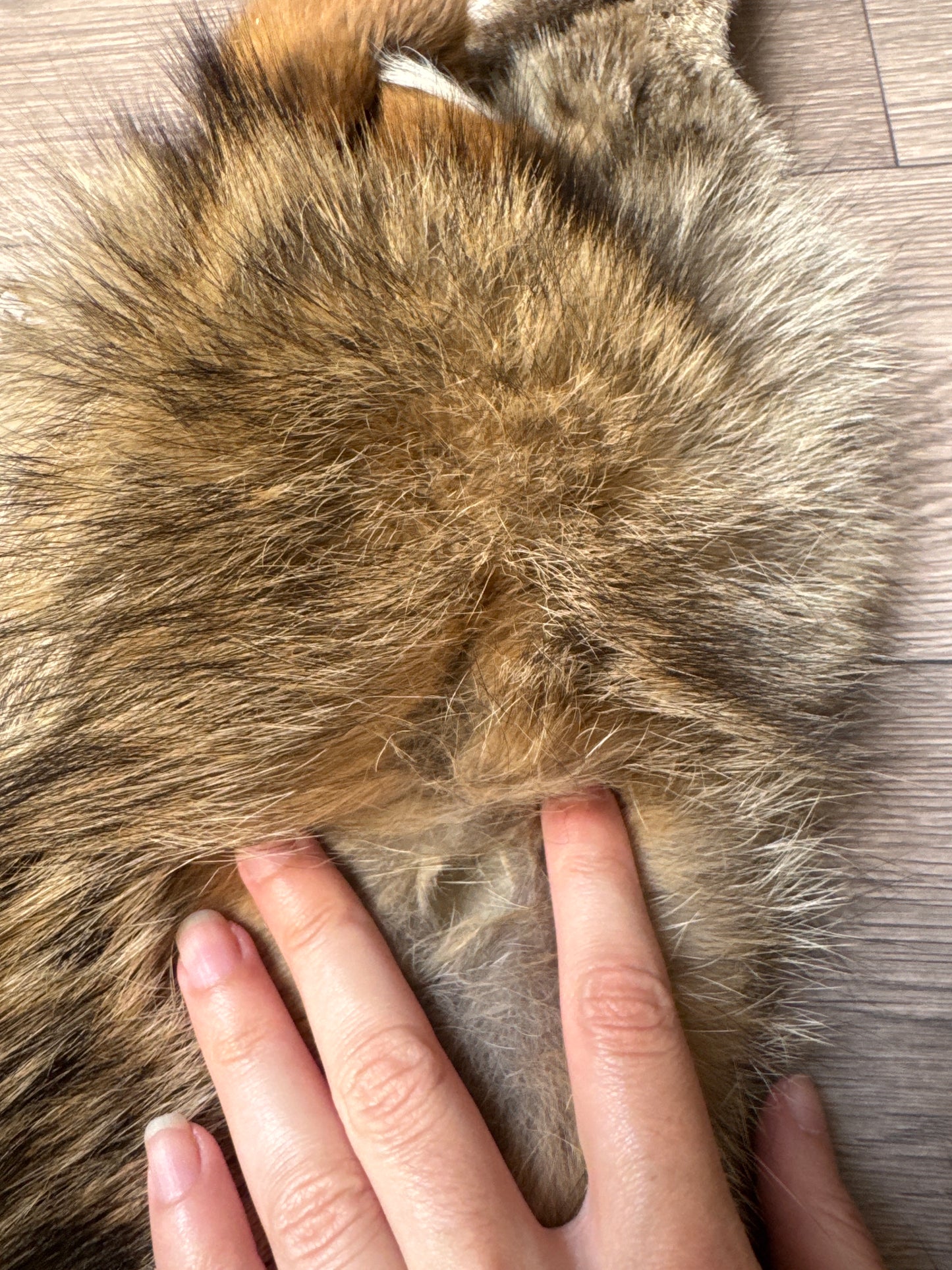 Male coyote mountable pelt (4)