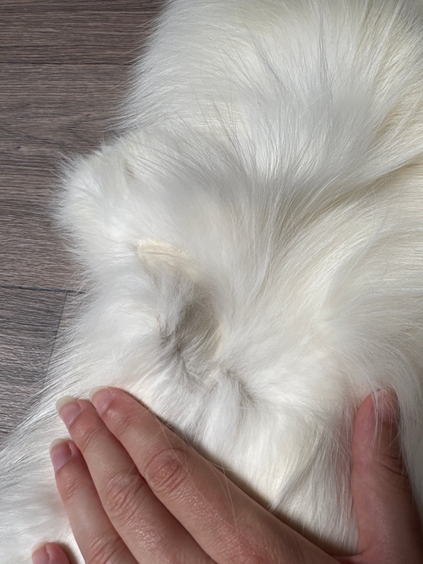 Sun Glow fox pelt (20)