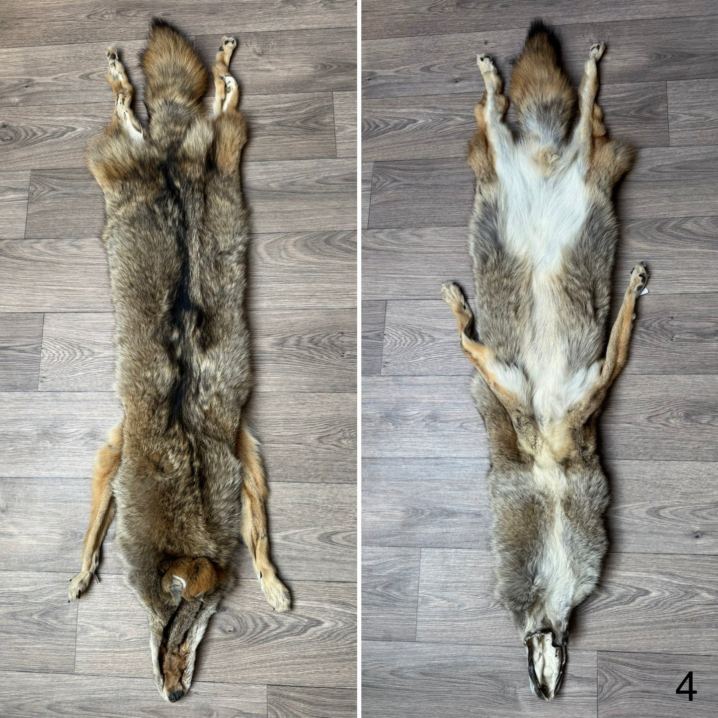 Male coyote mountable pelt (4)