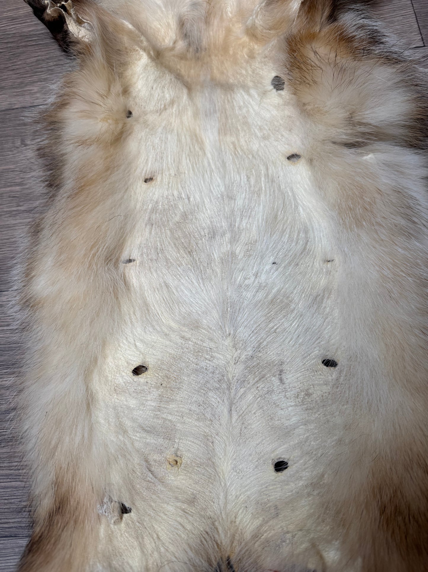 Female American badger mountable pelt