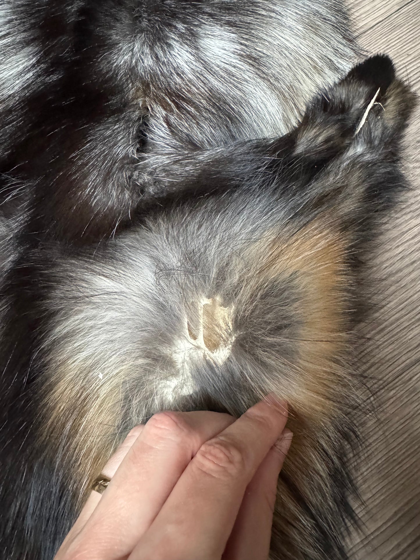 Smokey fox pelt (3)