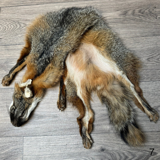 Male grey fox mountable pelt (7)