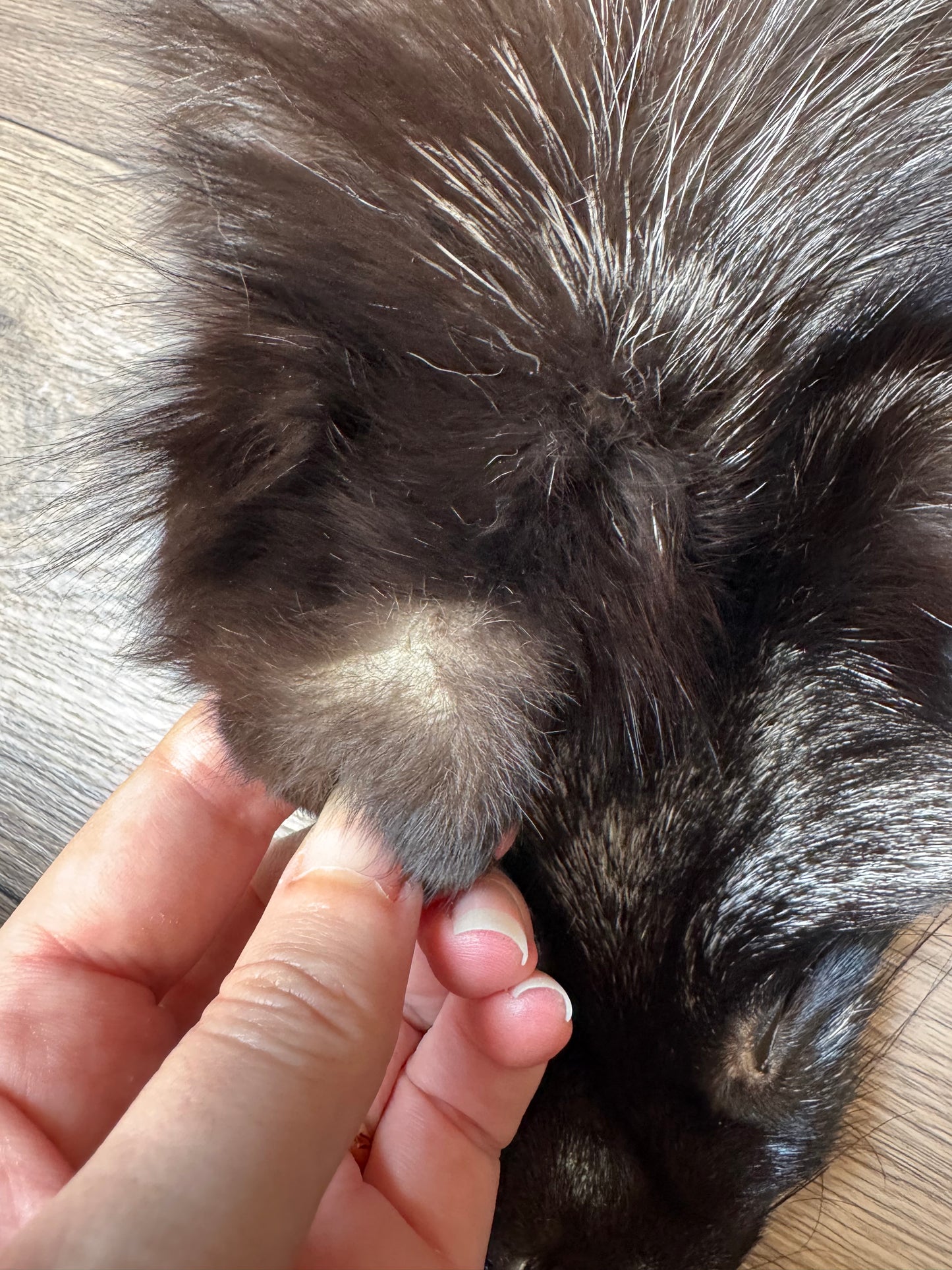Silver fox pelt (1)