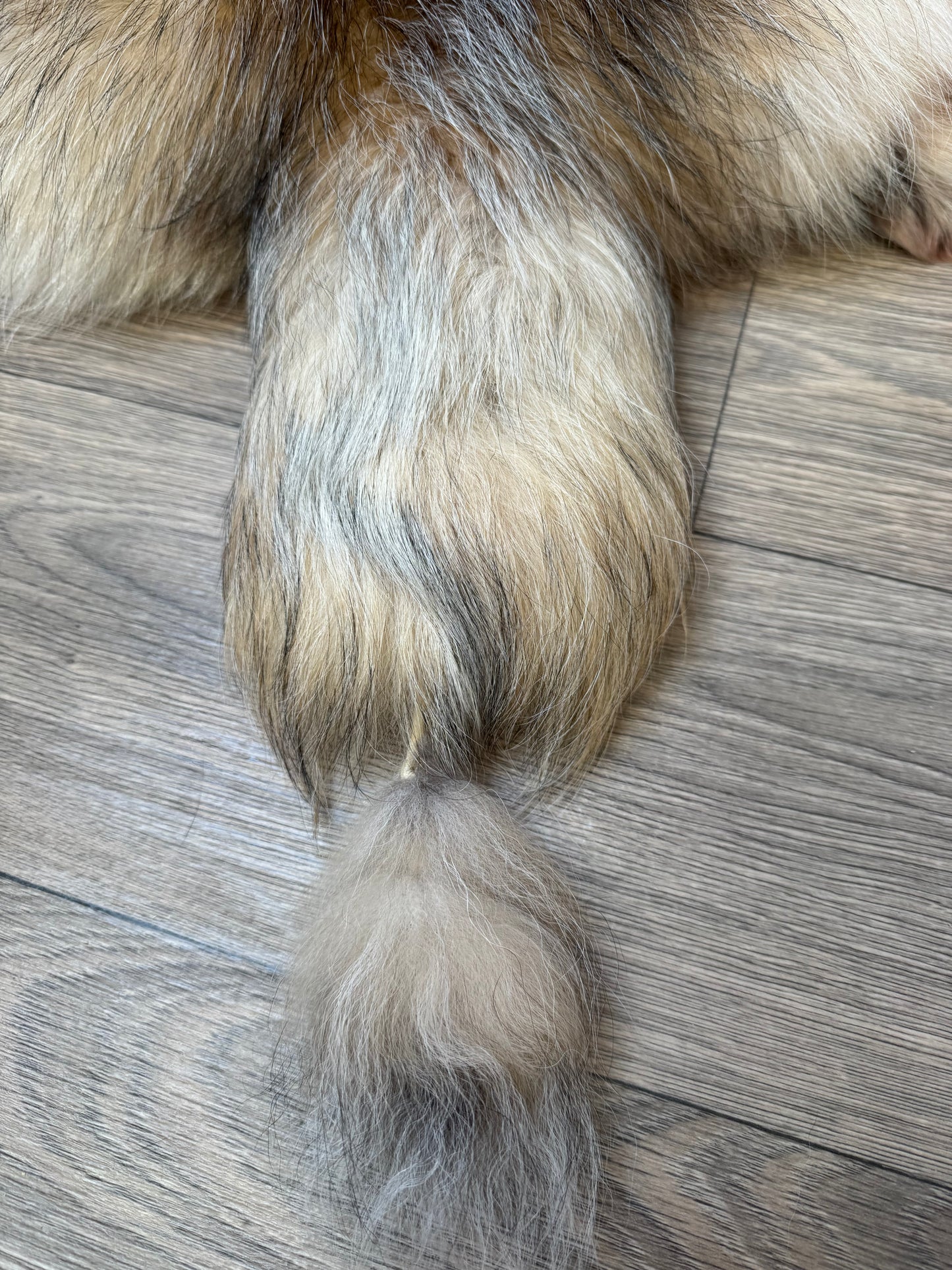 Marble tanuki pelt (13)