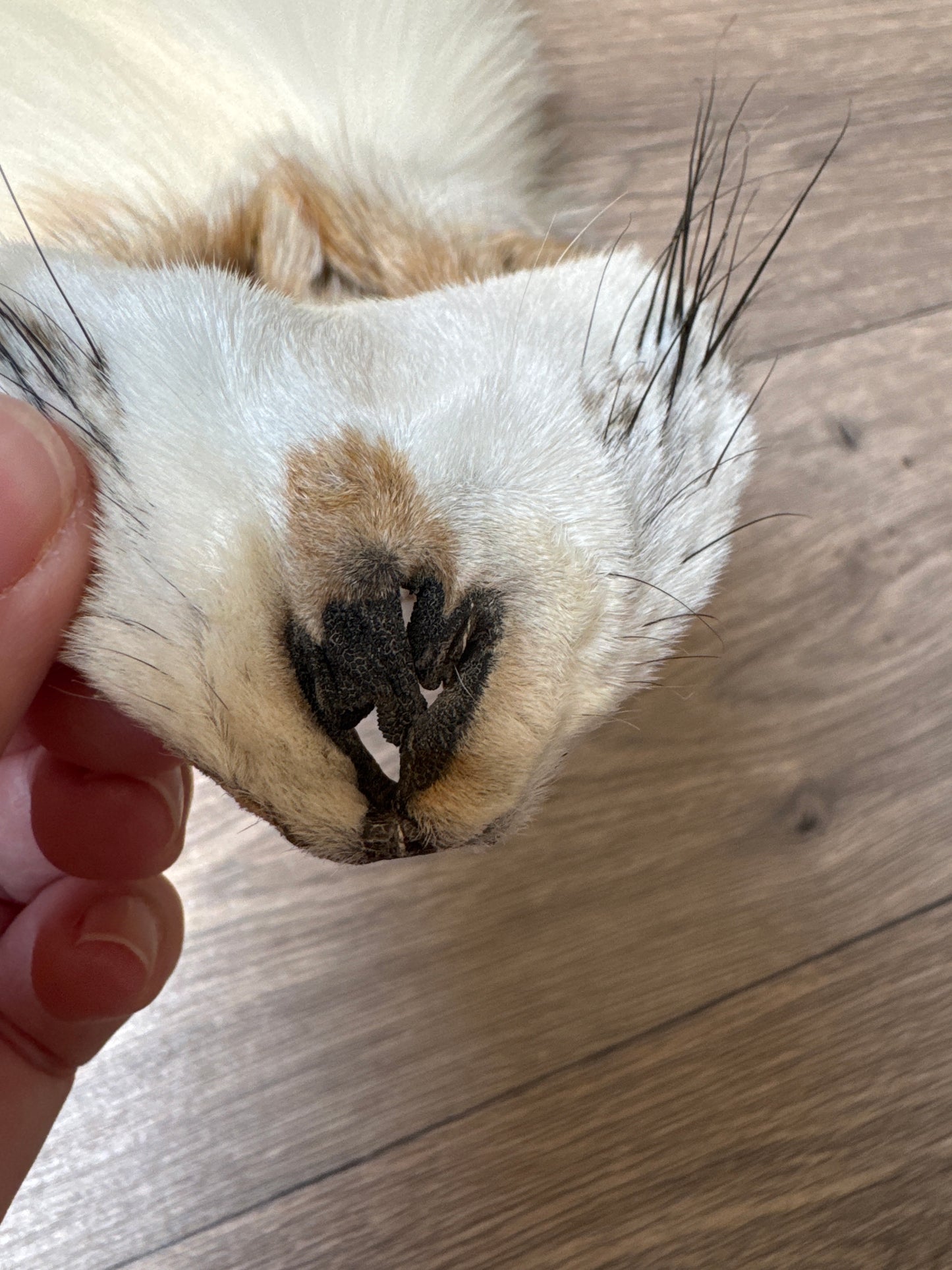 Sun Glow fox pelt (26)