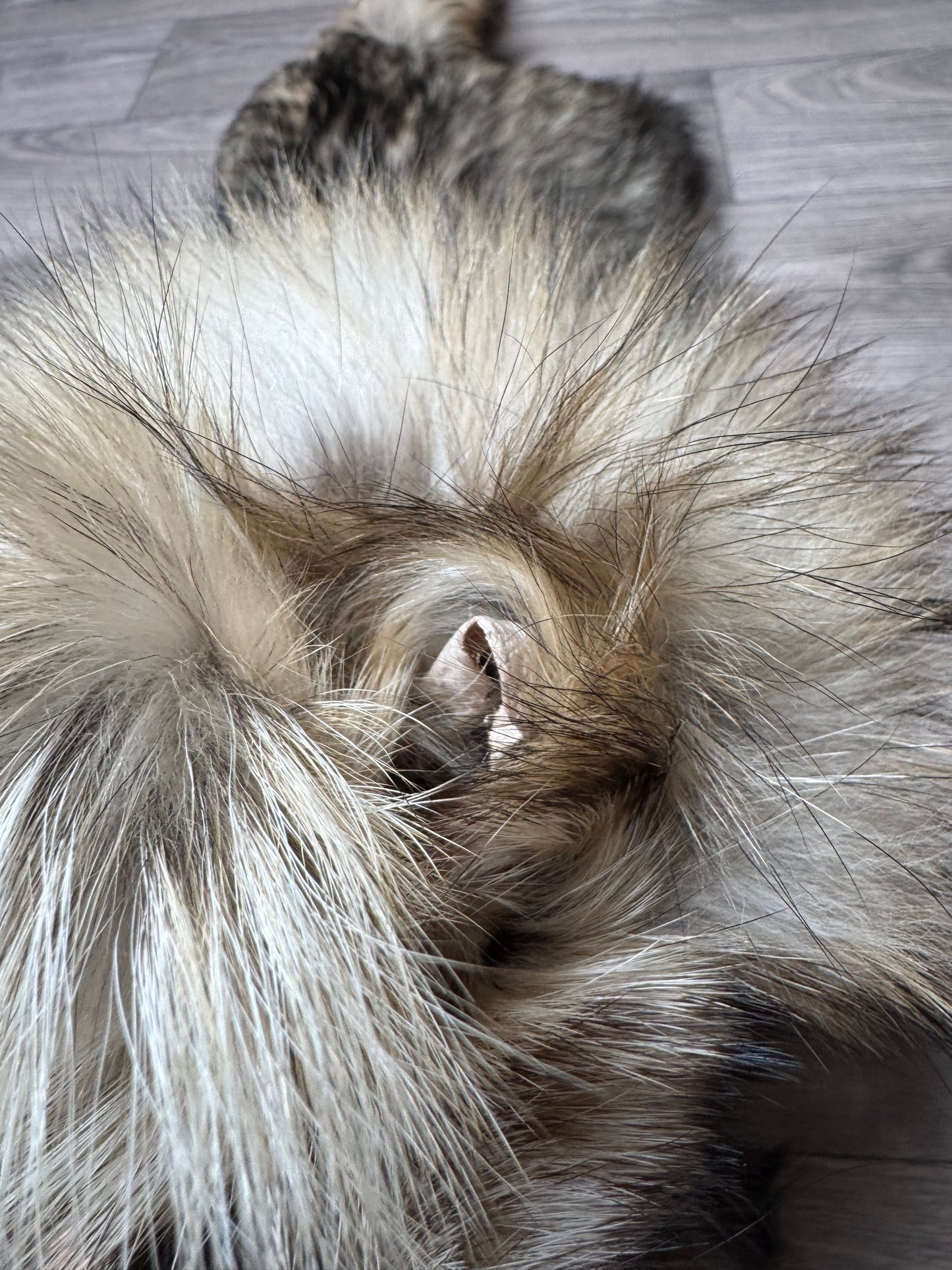 Tanuki pelt (3)