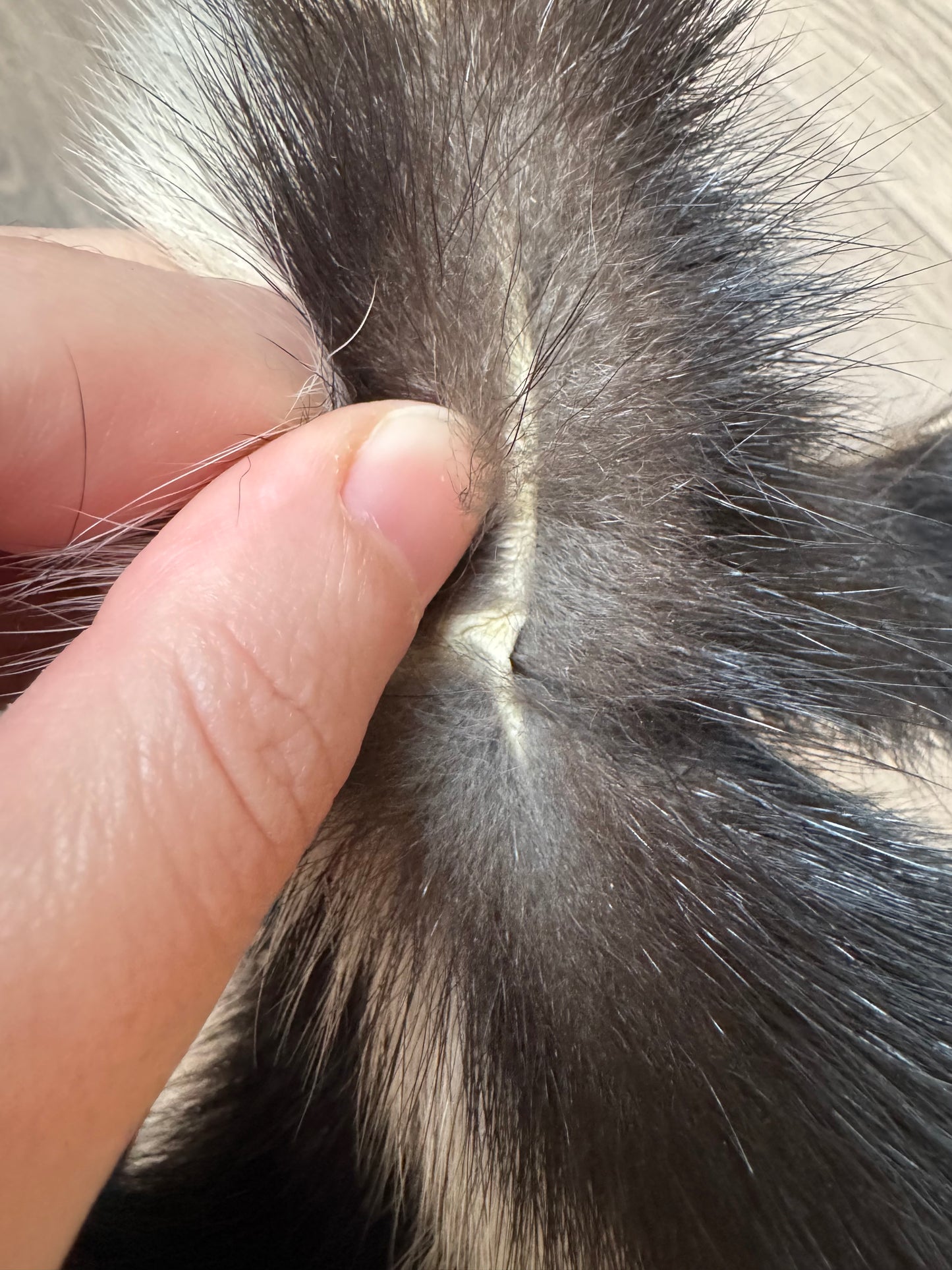 Male skunk mountable pelt (1)