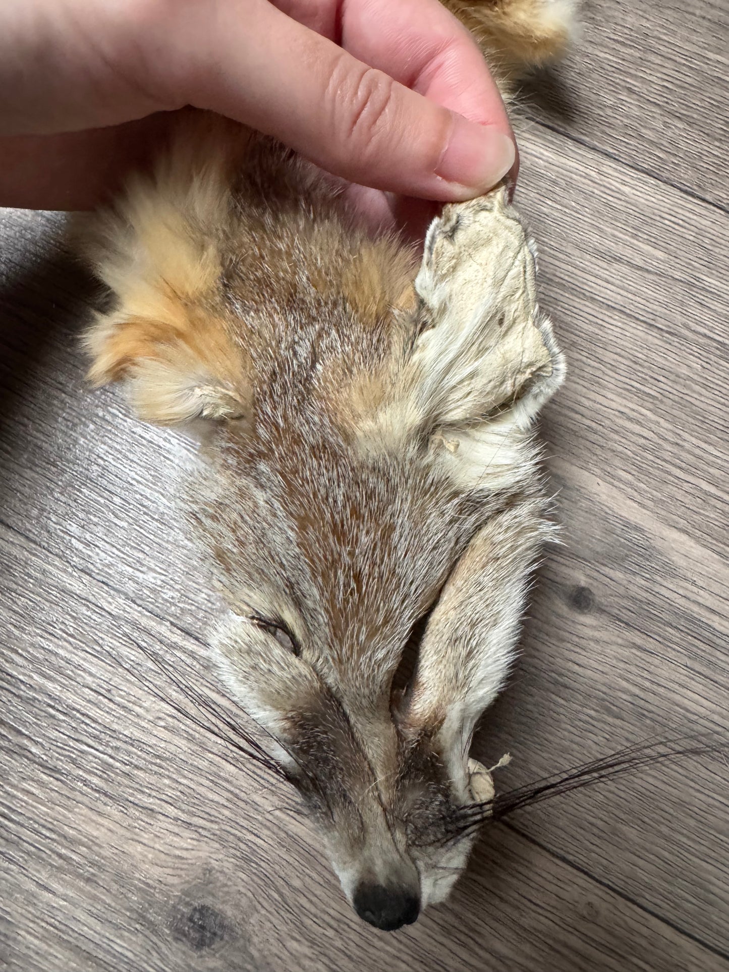 Swift fox pelt (2)