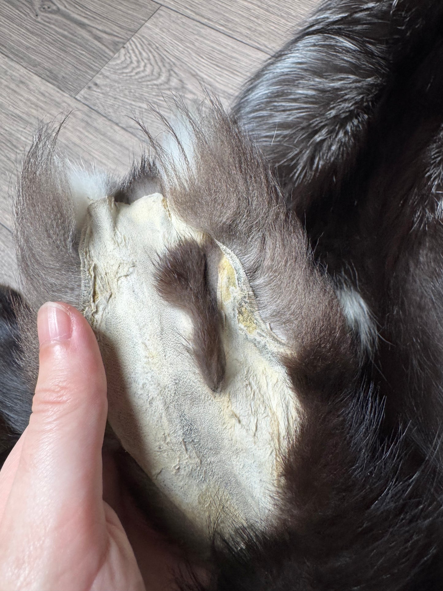 Silver fox pelt (22)