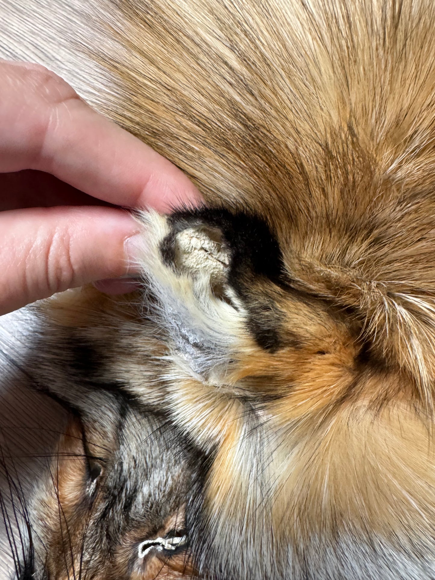 Smokey fox pelt (11)