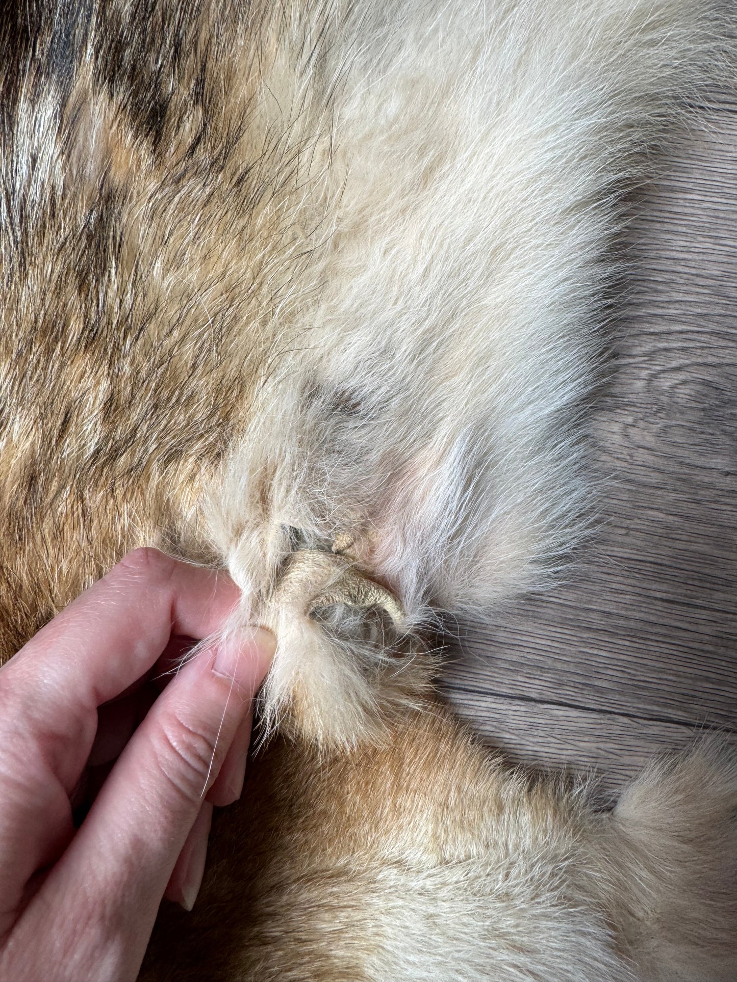 Coyote pelt (13)