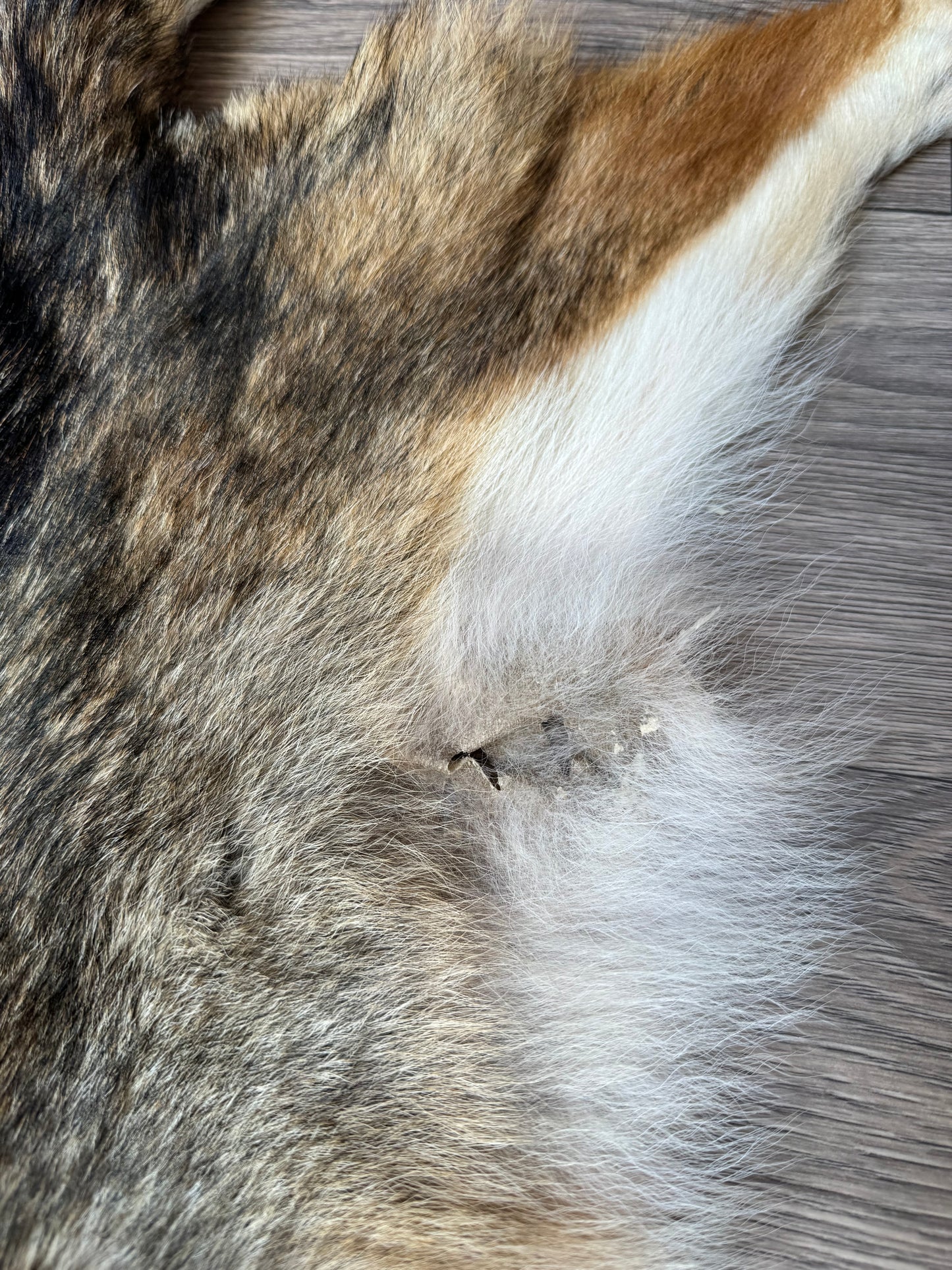 Coyote pelt (2)