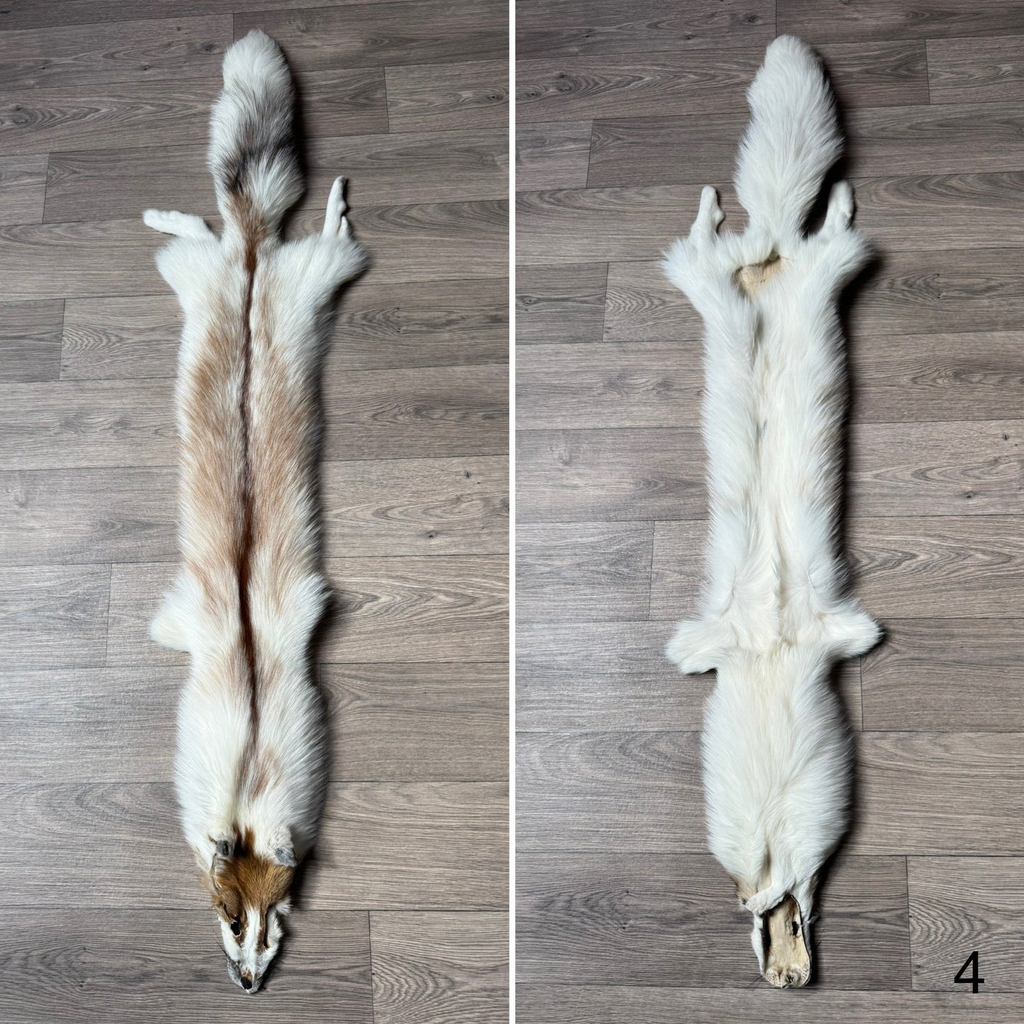 Sun Glow fox pelt (4)