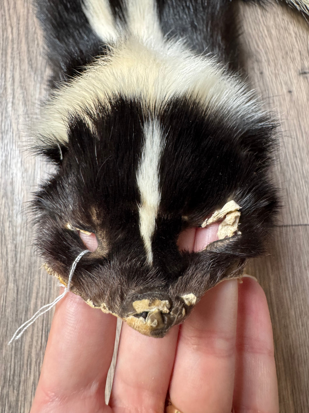 Skunk pelt (13)