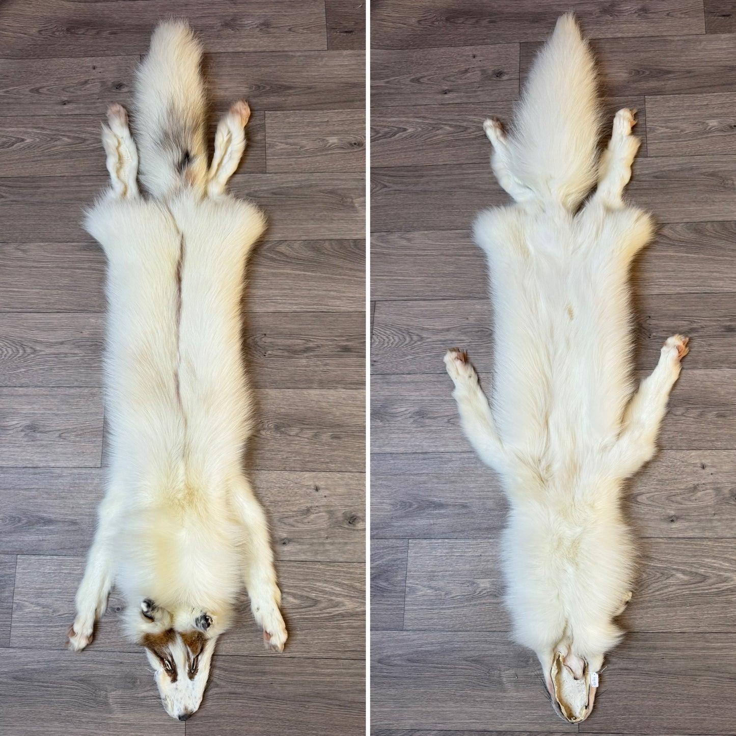 Male Sun Glow fox mountable pelt (tag 58)