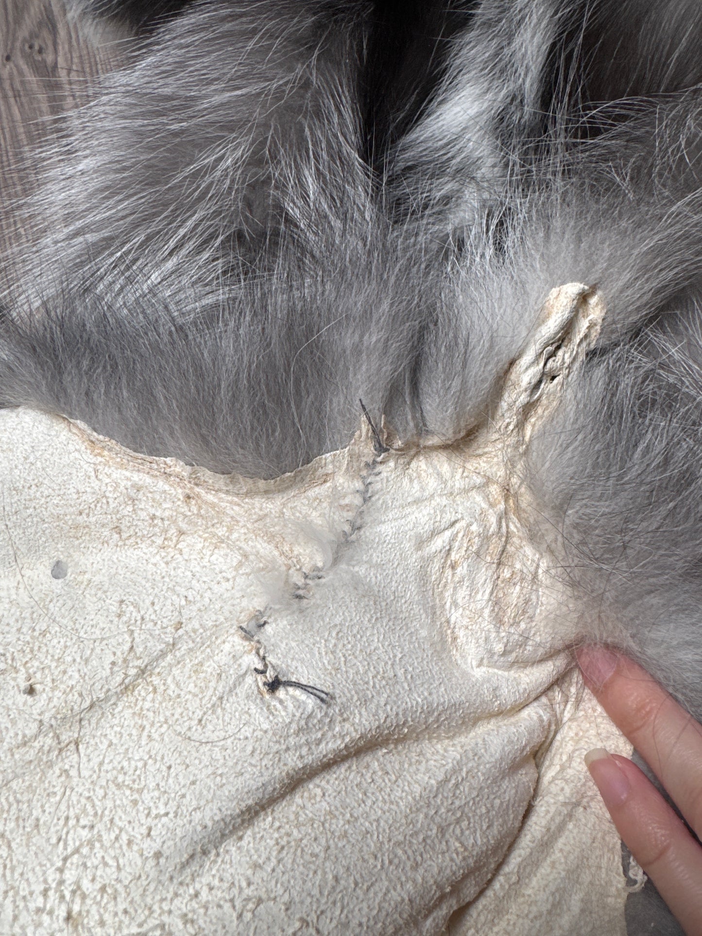 Male Silver Ringneck mountable pelt (tag 19)