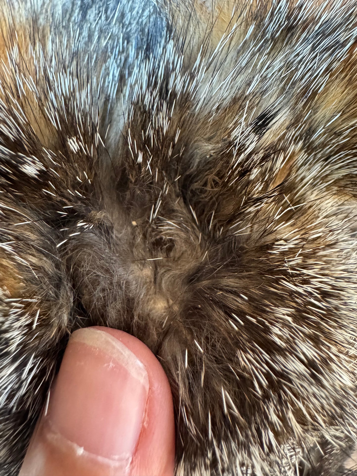 Female grey fox mountable pelt (5)