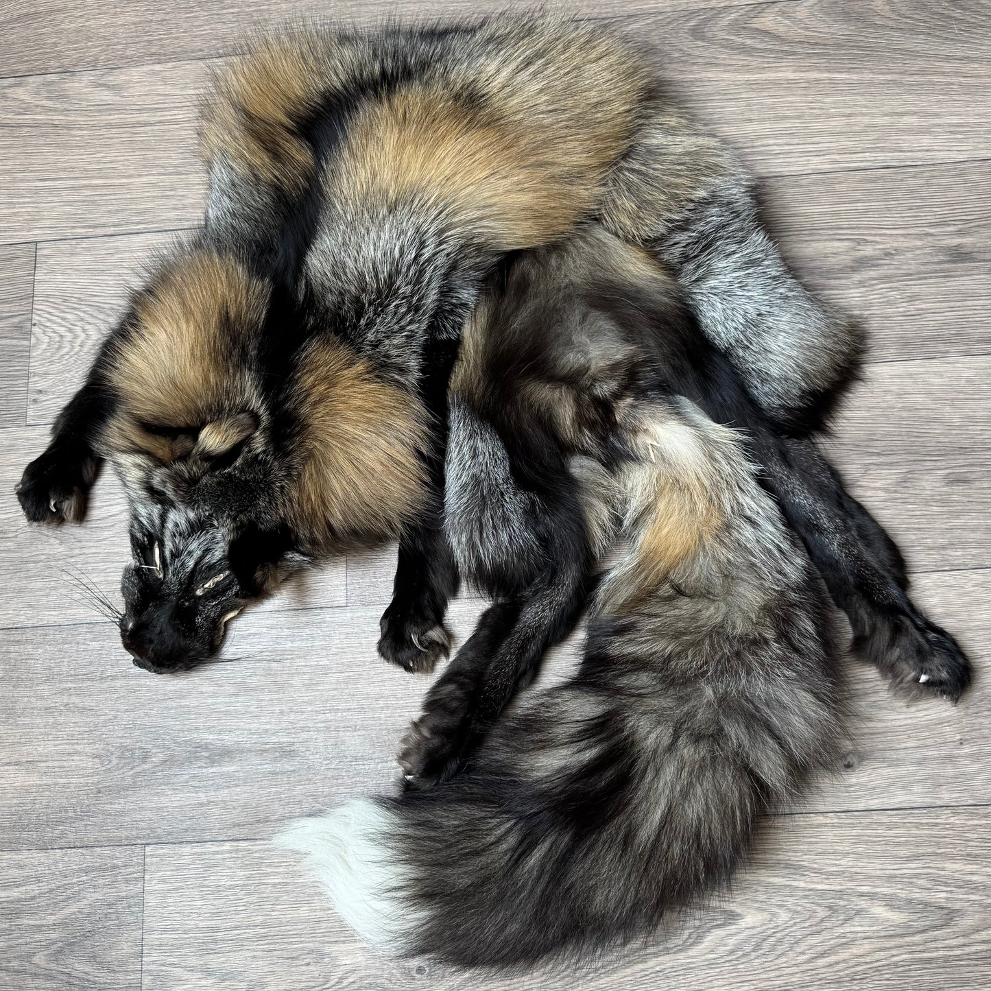 Female Cross mountable pelt (tag 127)