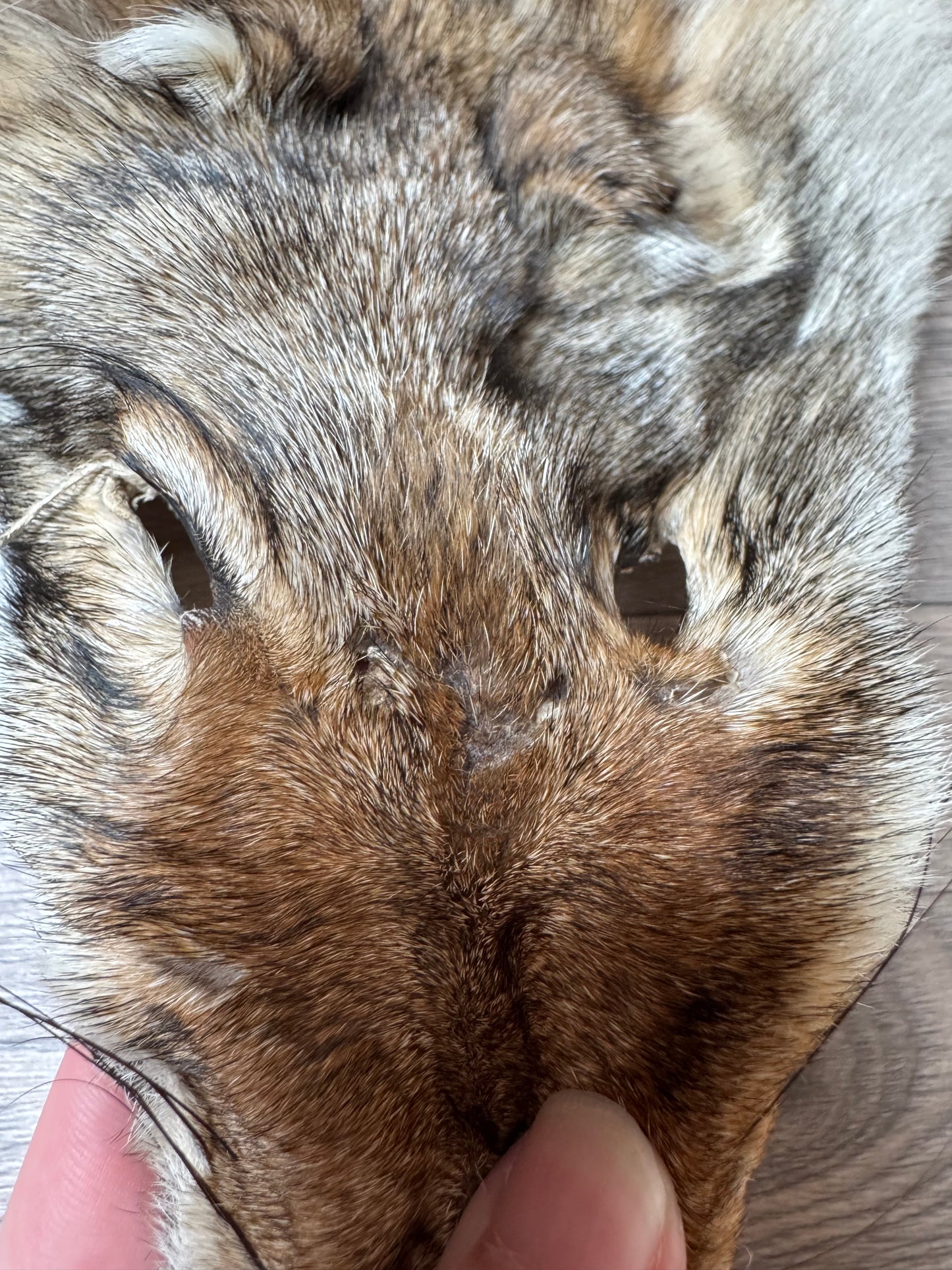 Coyote pelt (14)