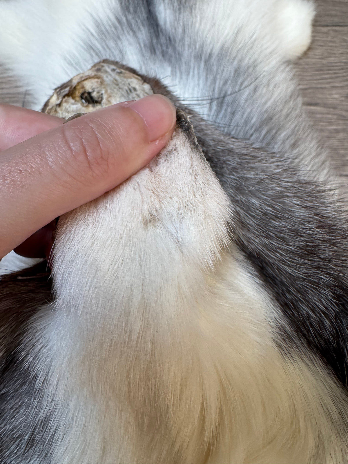 Marble Frost fox pelt (3)