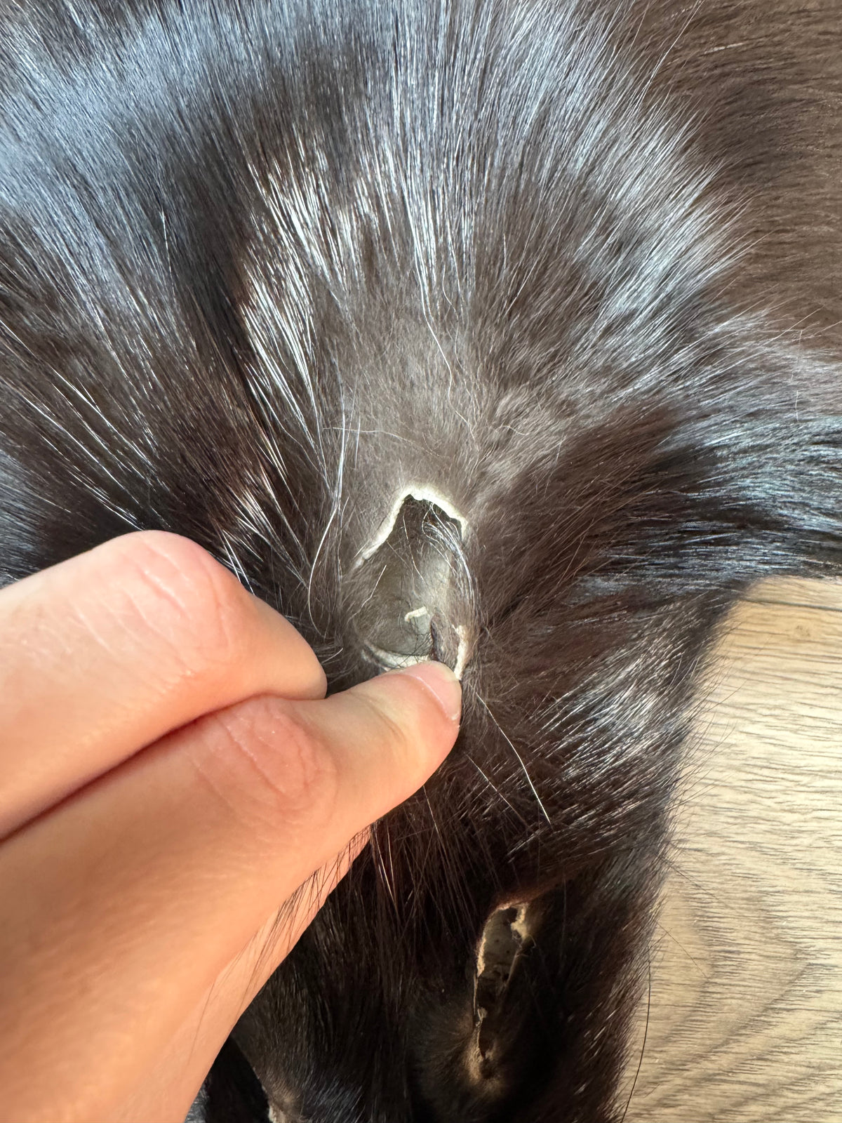 Silver fox pelt (25)