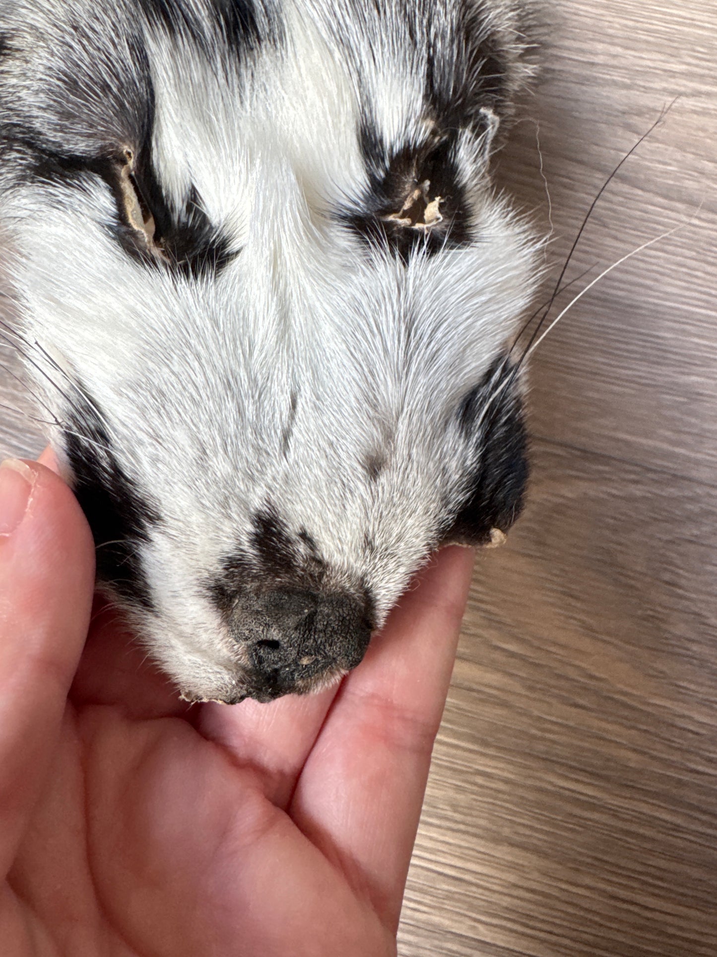 Cross Marble fox pelt (8)