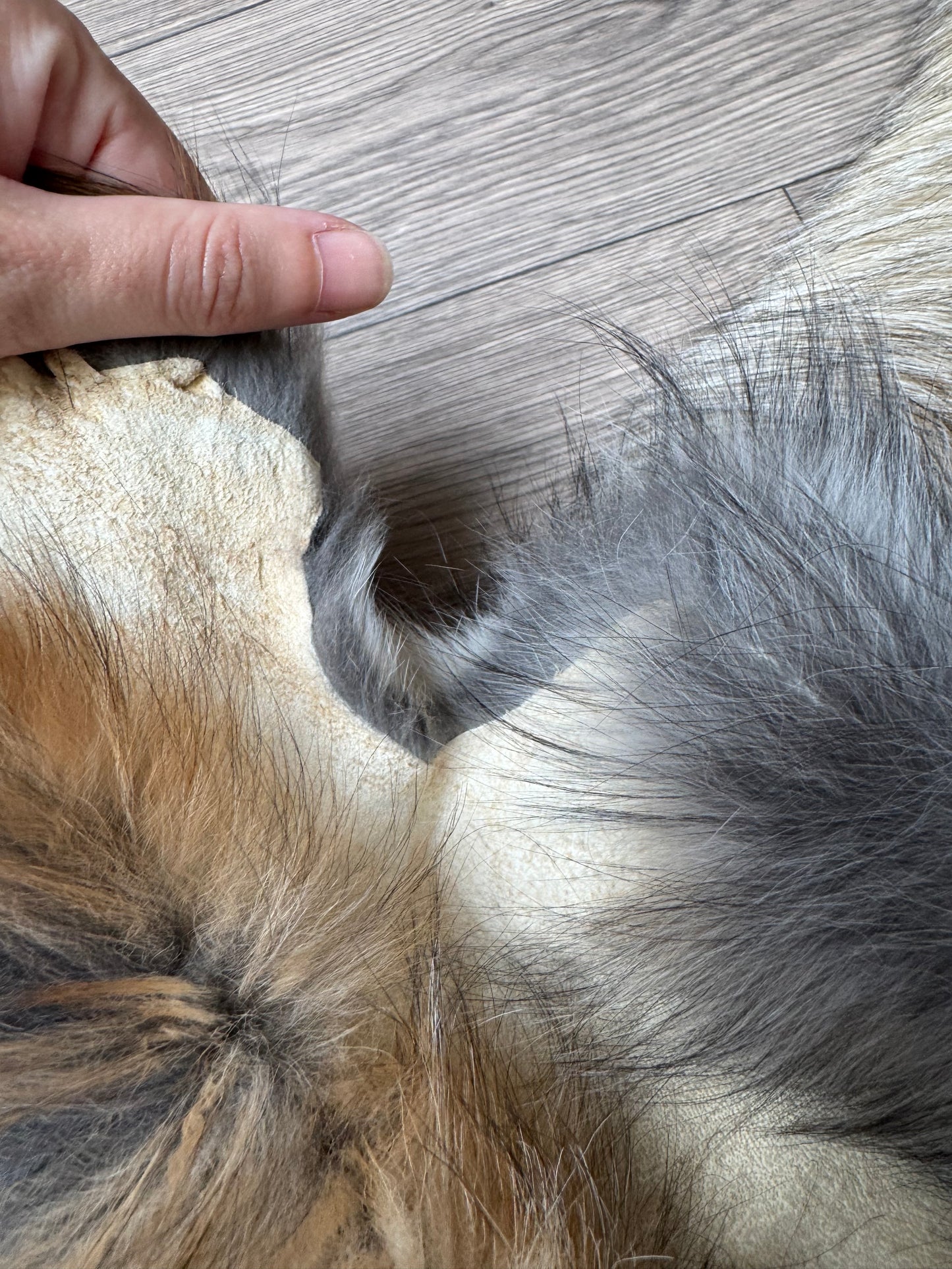 Smokey fox pelt (5)