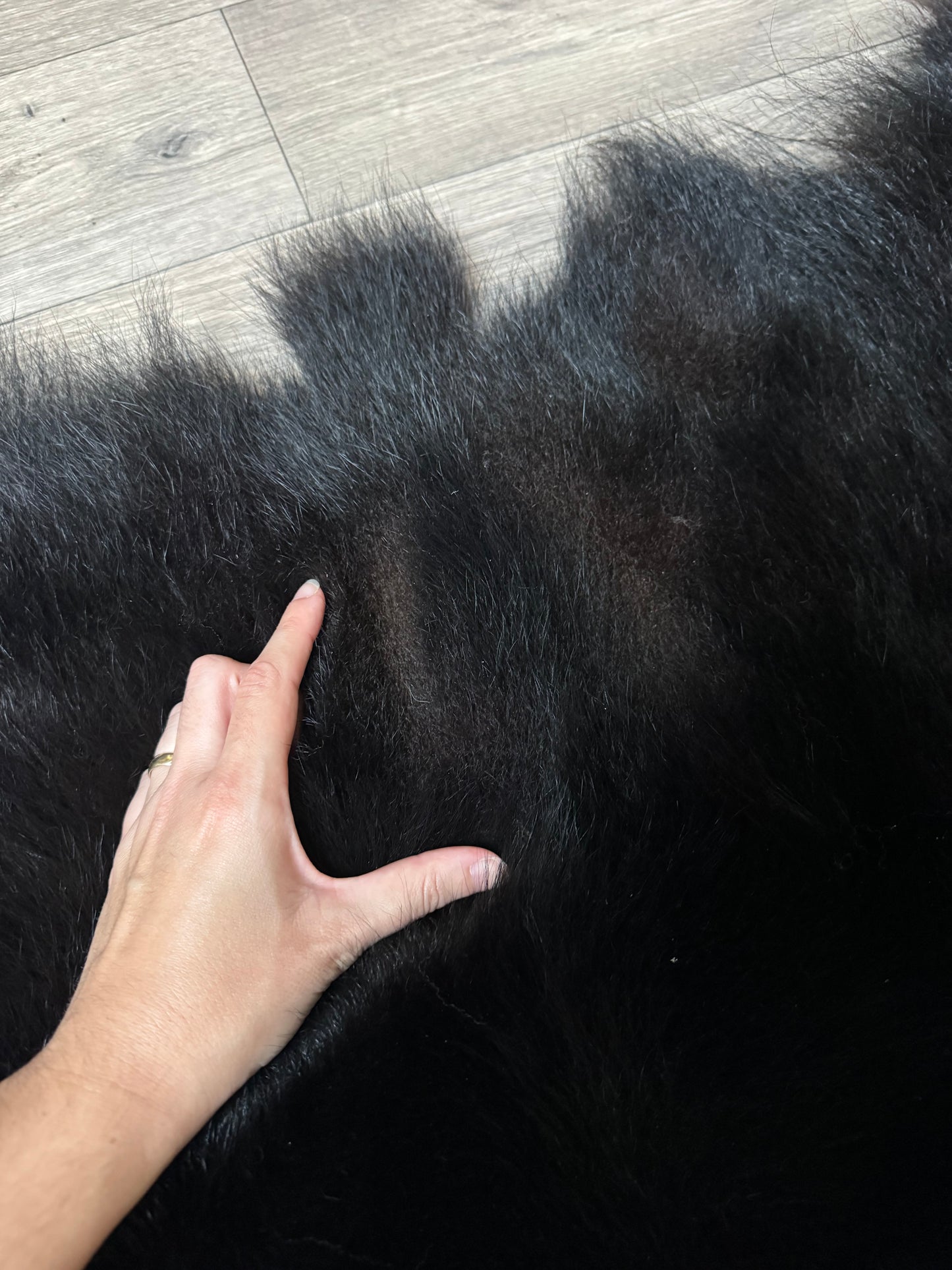 Black bear hide (3)