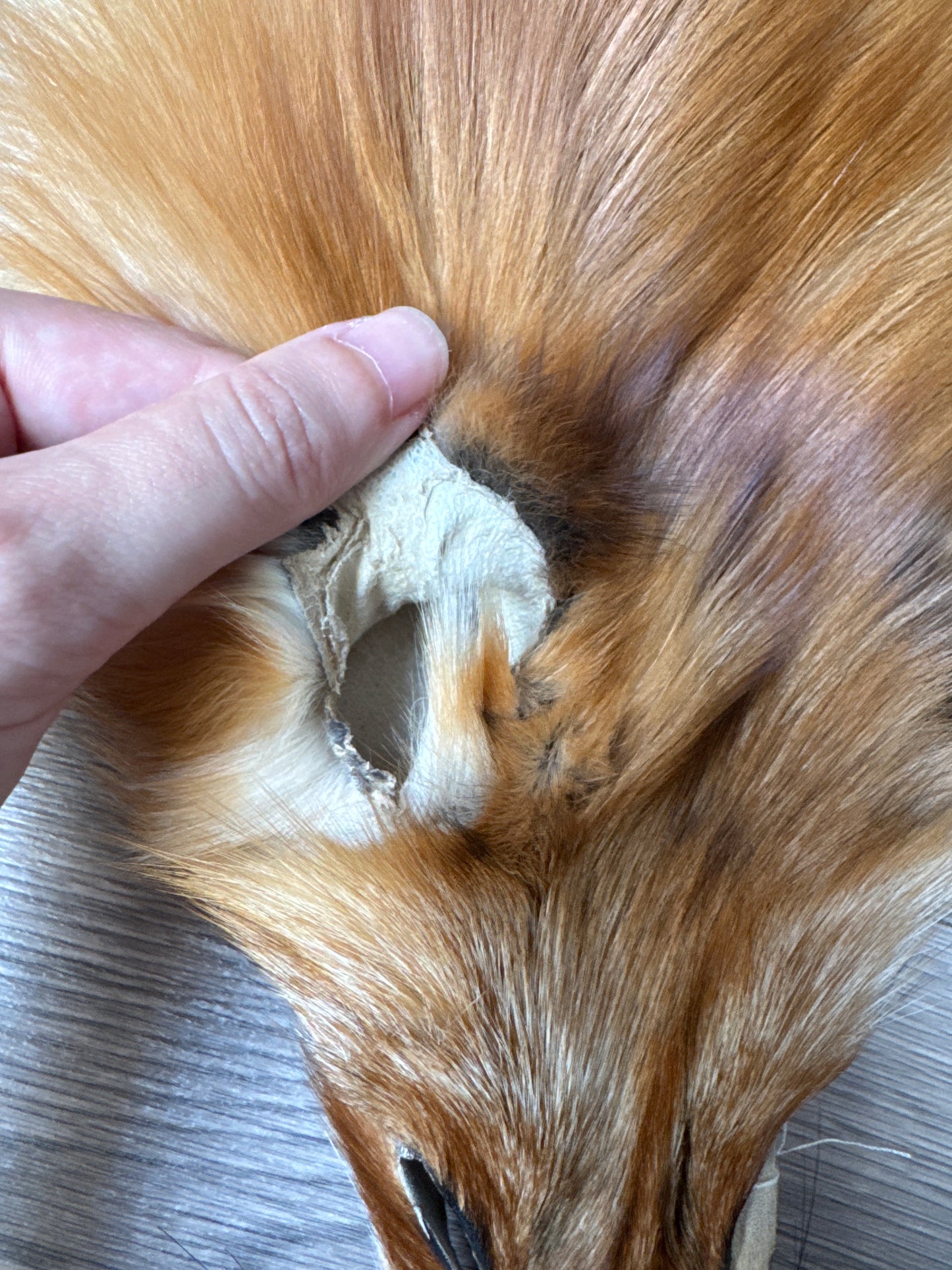 Gold fox pelt (47)