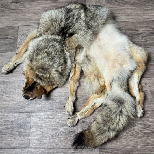 Male coyote mountable pelt (7)