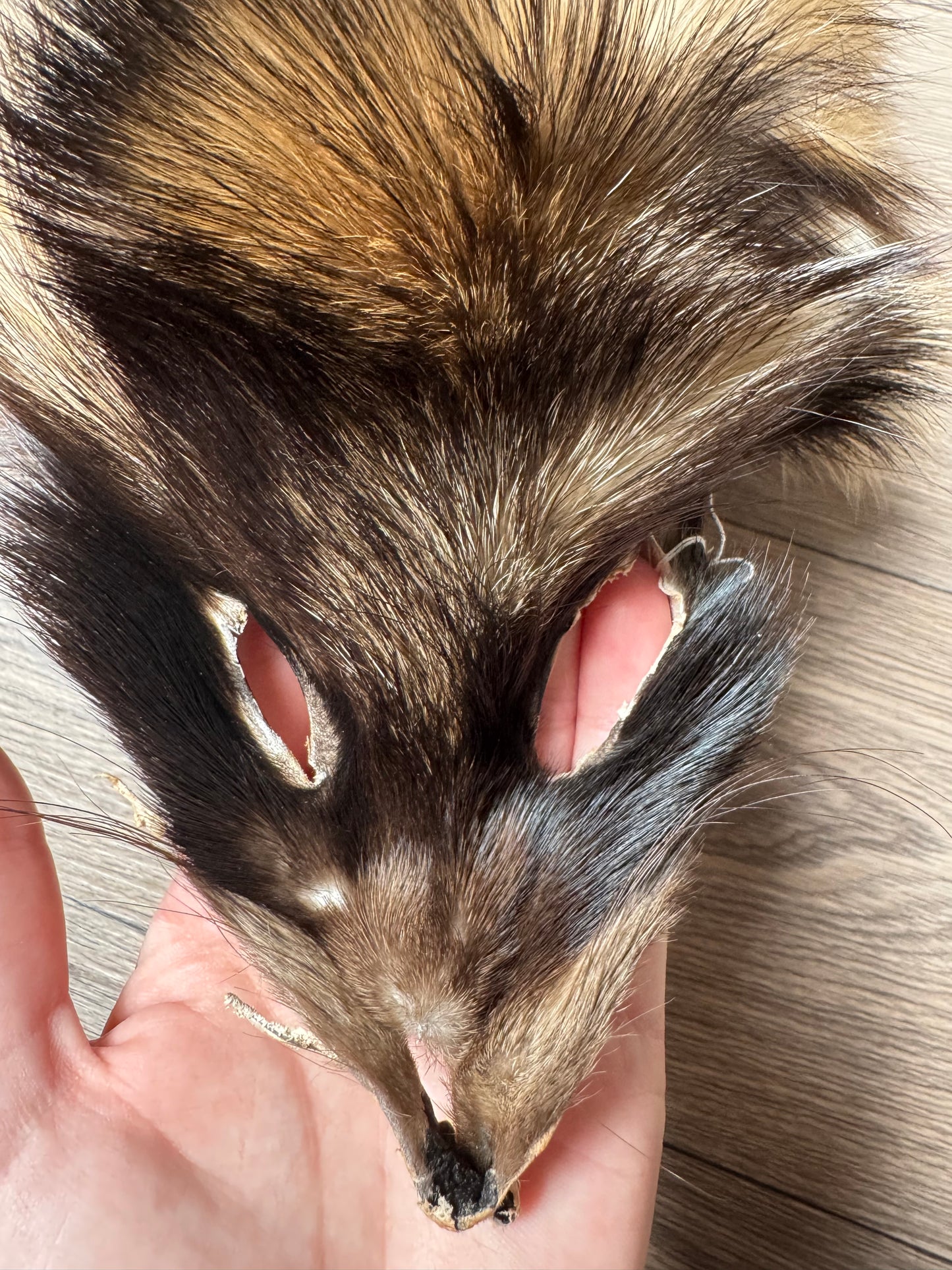 Tanuki pelt (7)