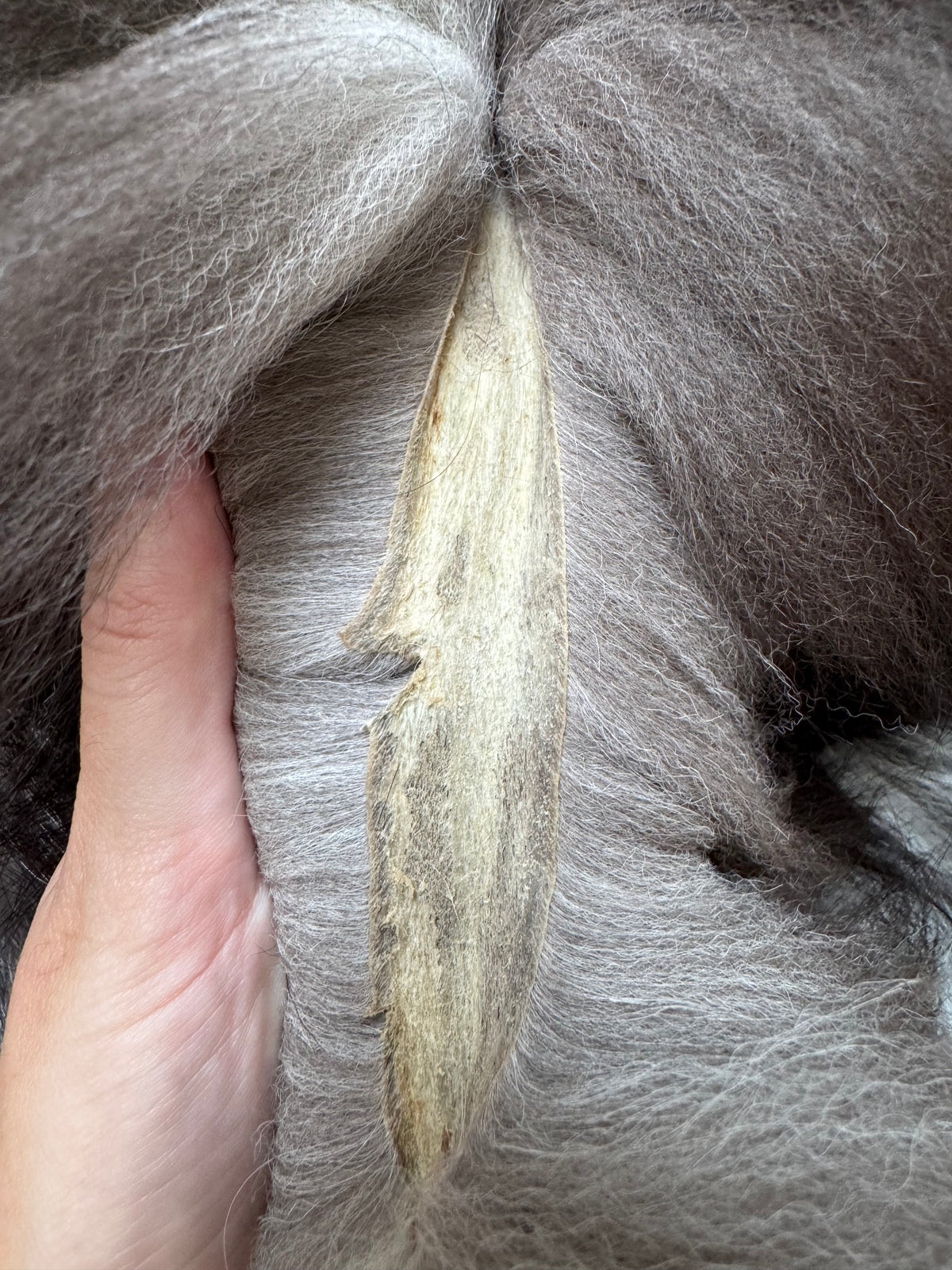 Silver fox pelt (1)