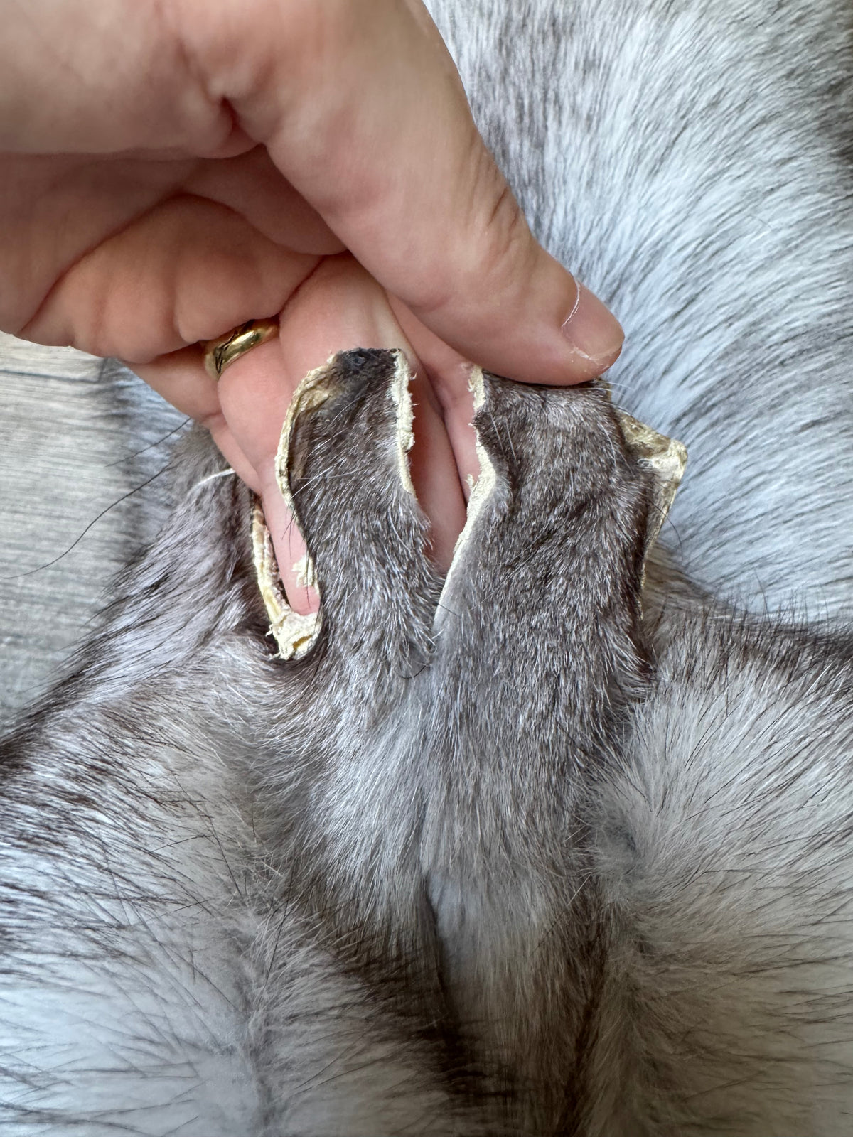 Blue fox pelt (4)